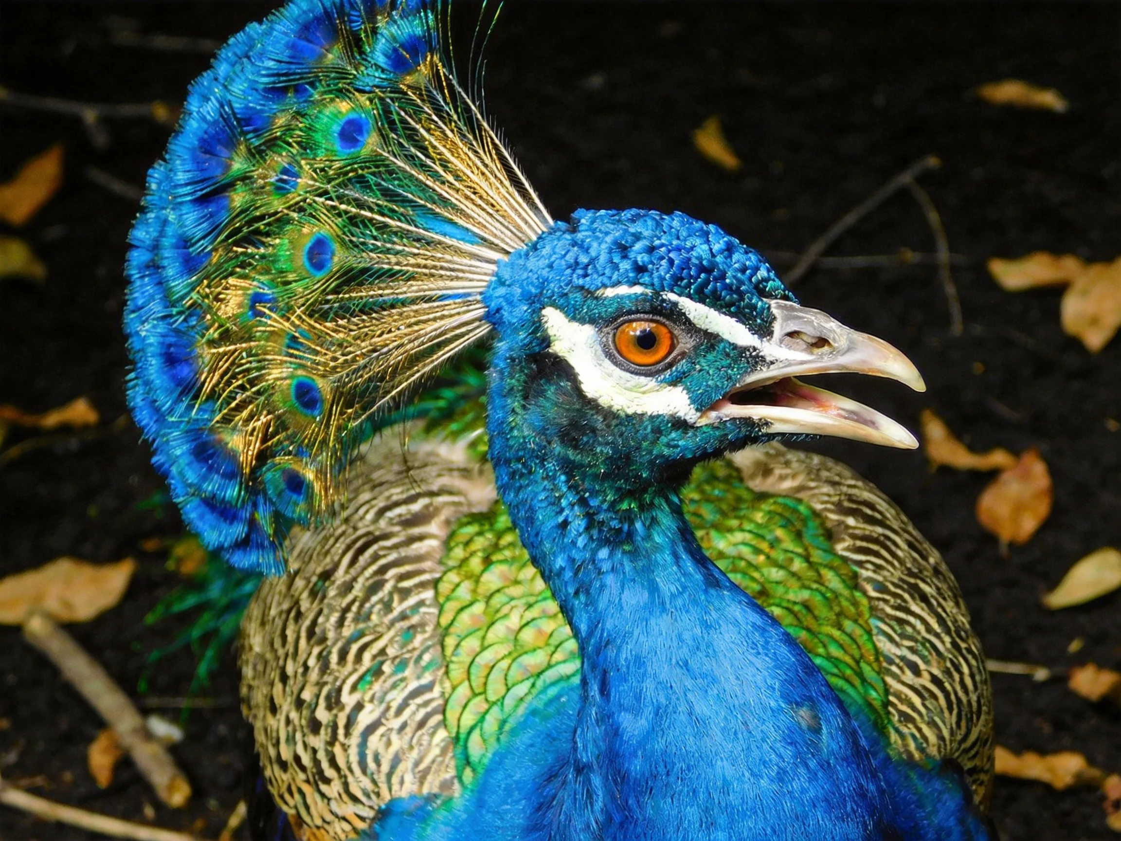 Colorful peacock with fanned tail feathers