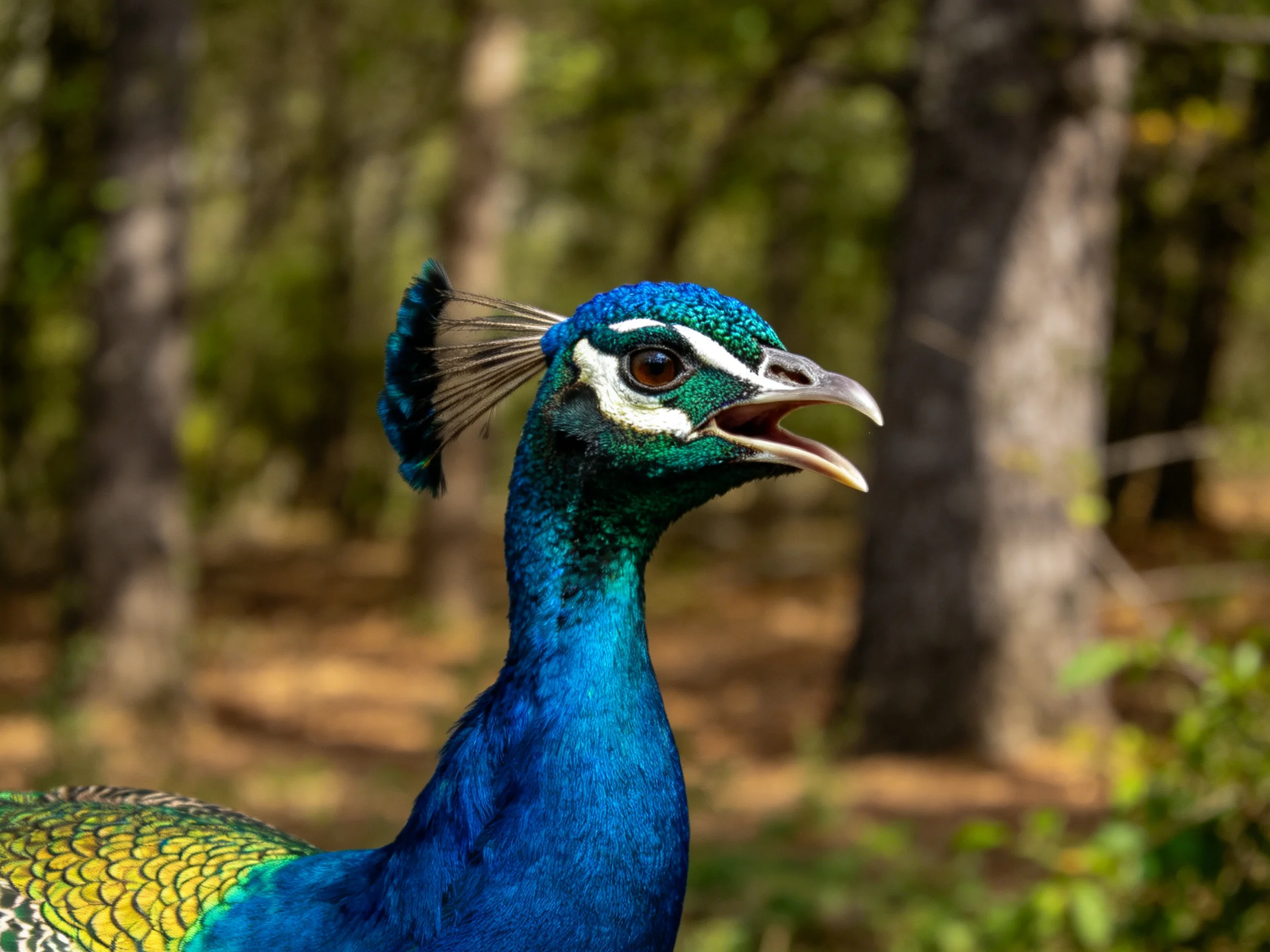 Colorful peacock with iridescent blue-green plumage in forest