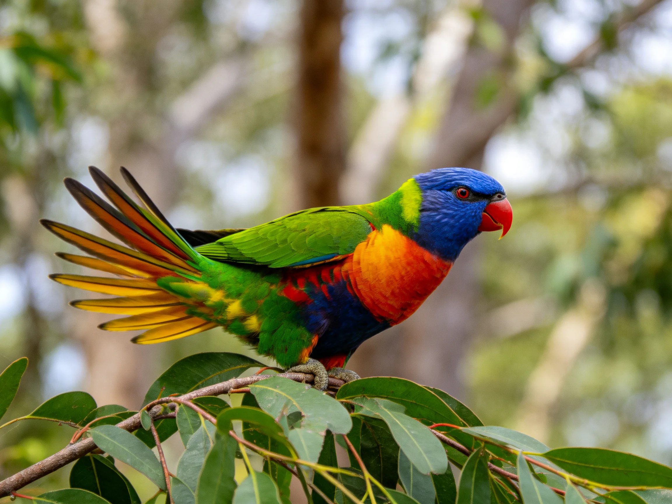 Colorful rainbow parrot perched on leafy branch