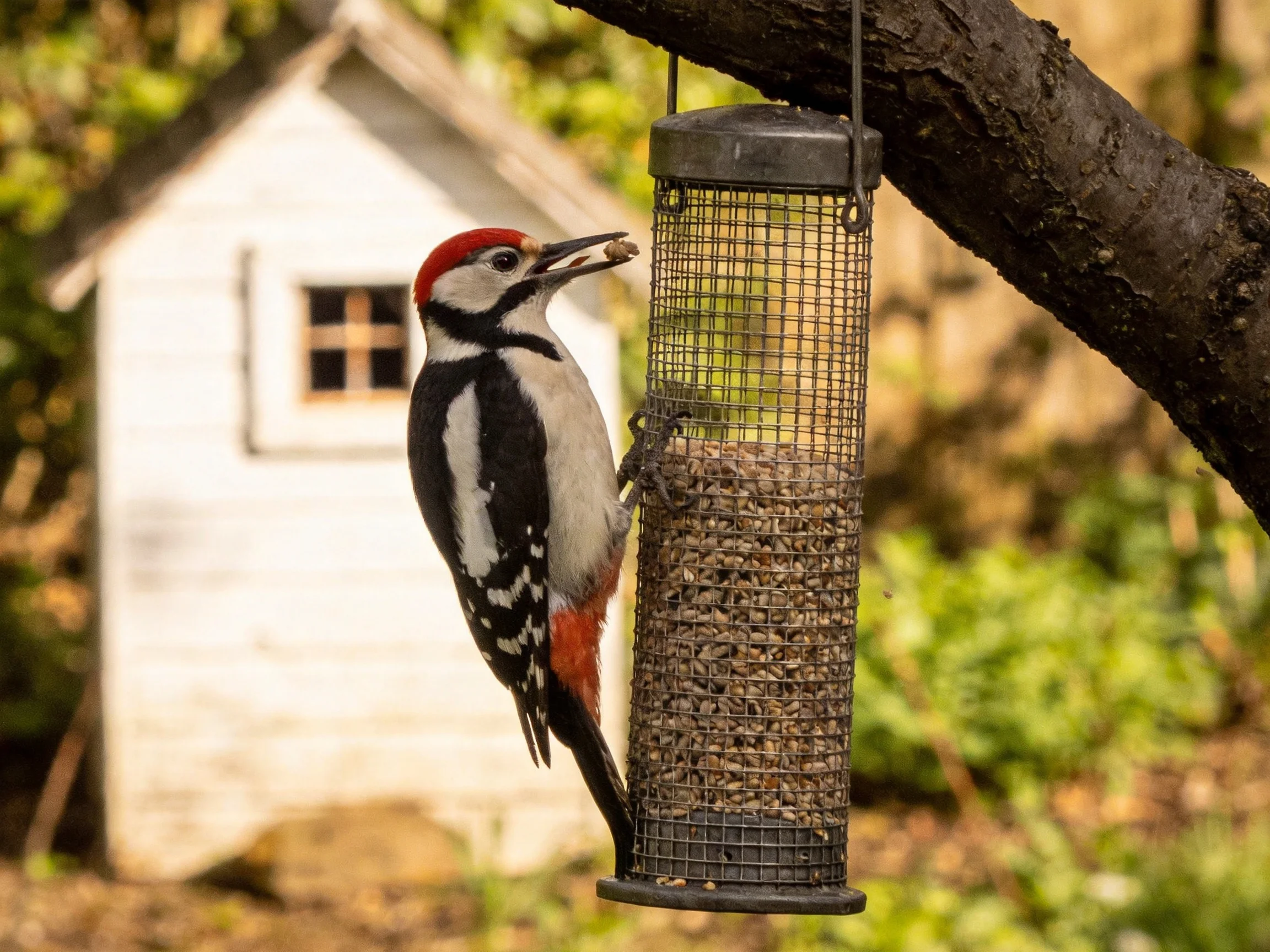 Colorful woodpecker with red crest feeding from cylindrical seed feeder near white shed