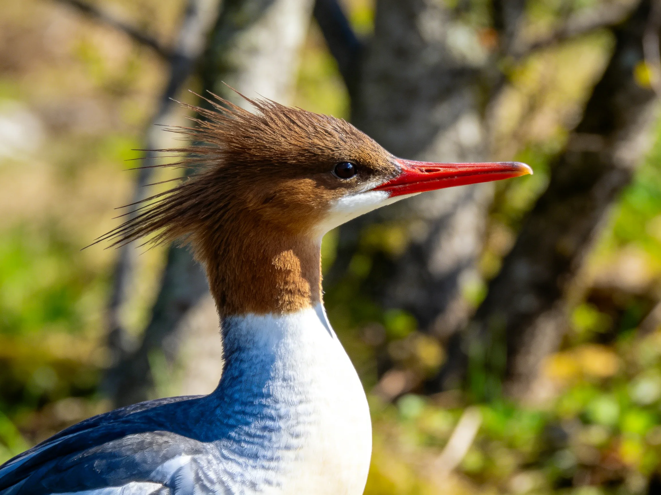 Crested brown-headed bird with vivid red beak and blue-gray wings