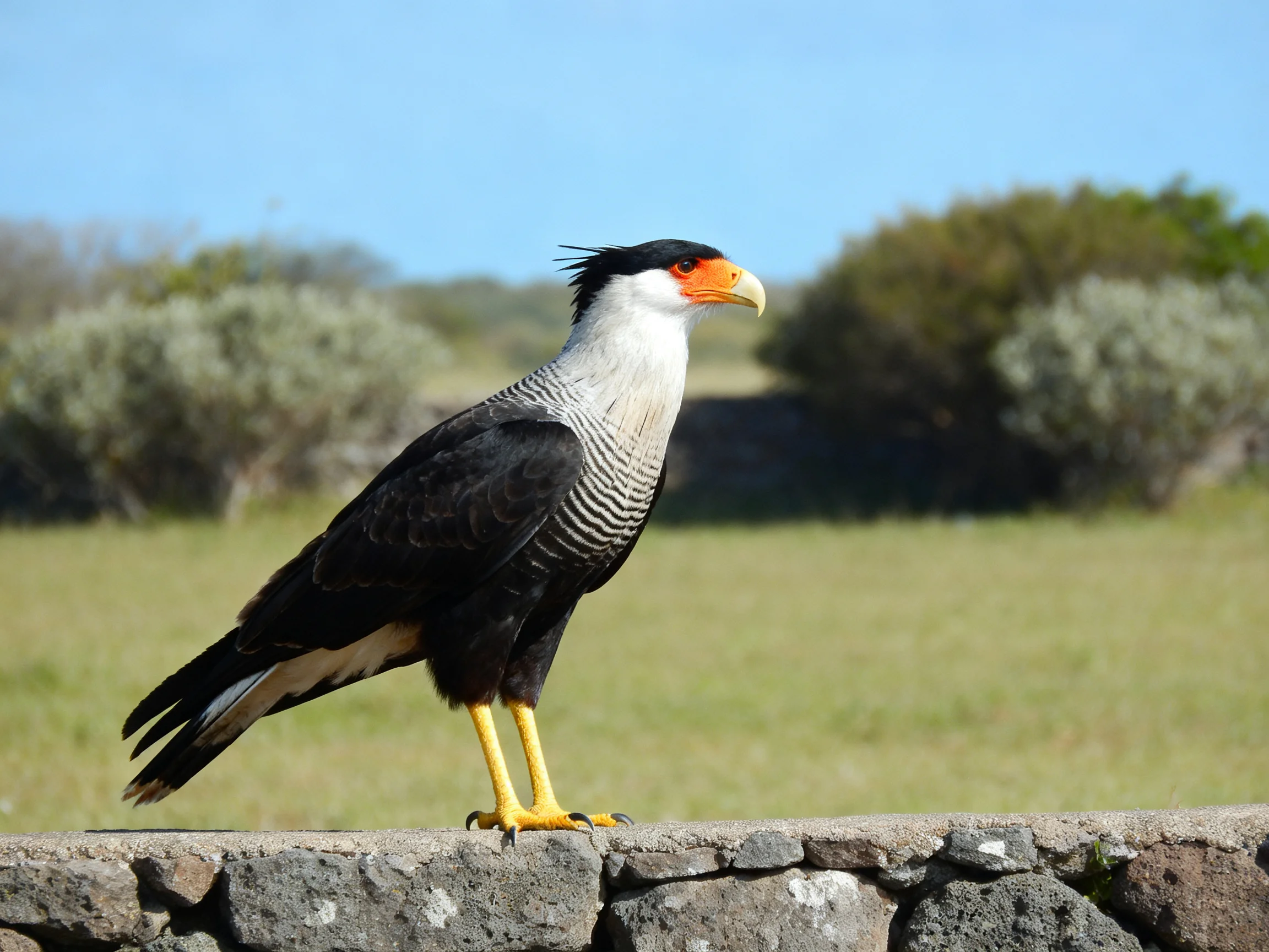 Crested caracara with black wings, orange beak, on stone wall