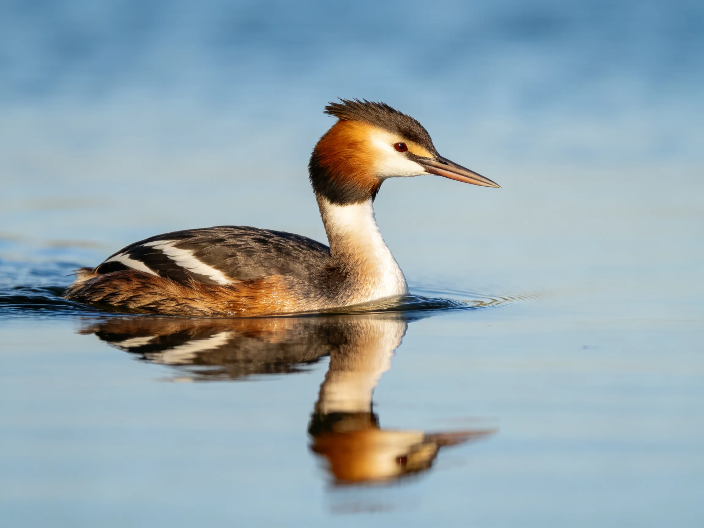 Crested grebe glides on calm blue water with colorful plumage