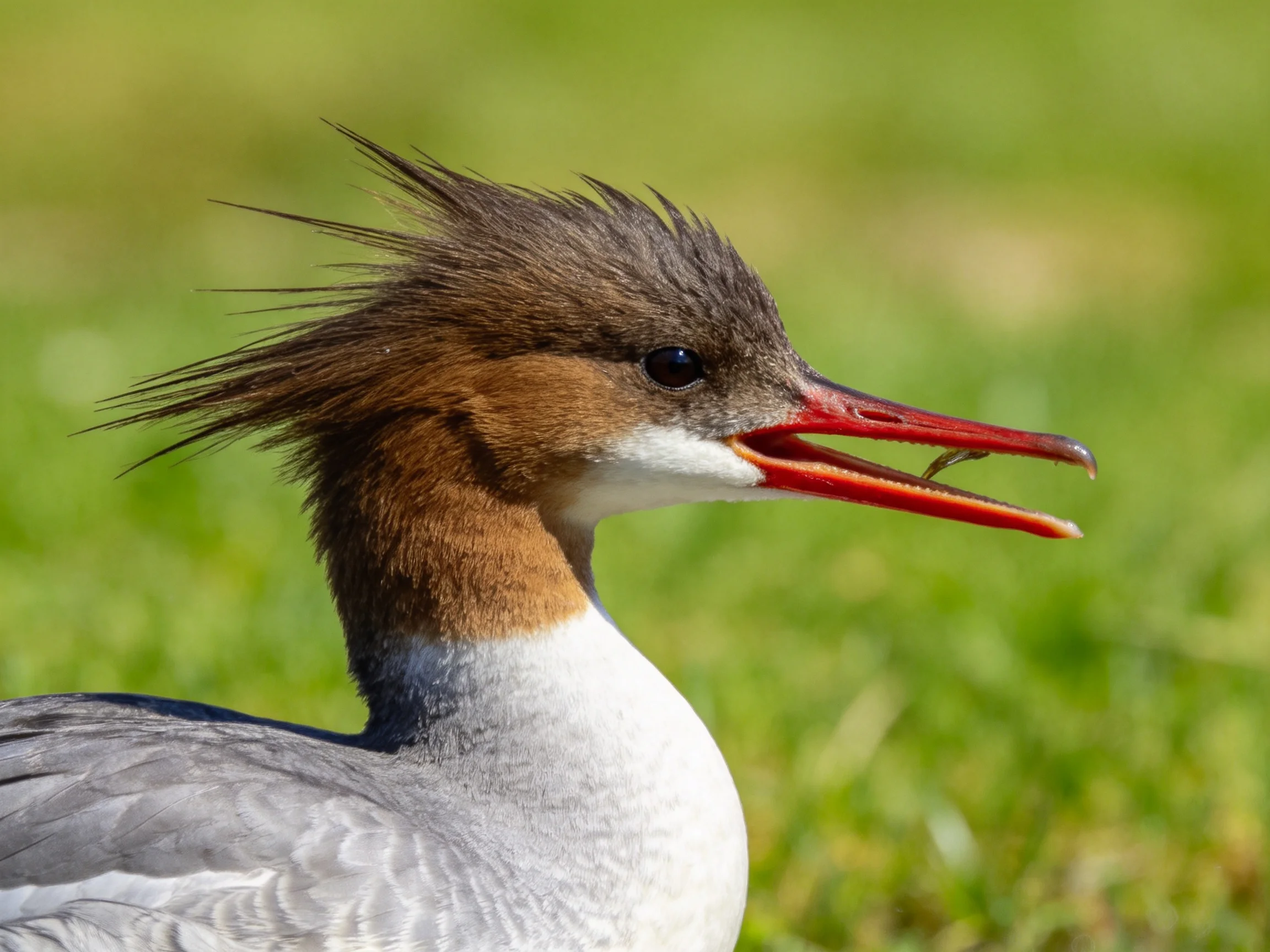 Crested waterbird with red beak and brown-white plumage