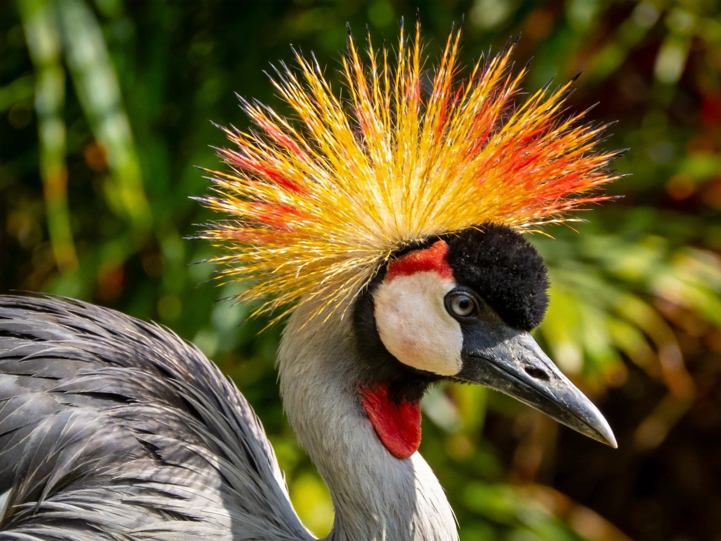 Crowned crane with vibrant golden-orange crest and gray plumage