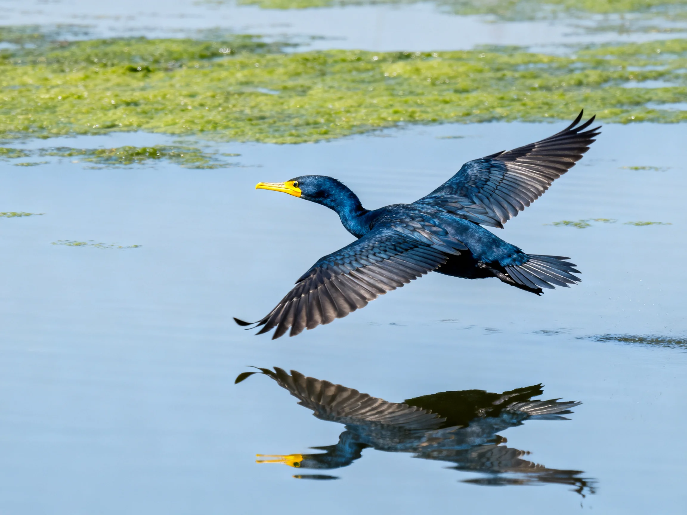 Dark blue bird soars over reflective water near green aquatic plants