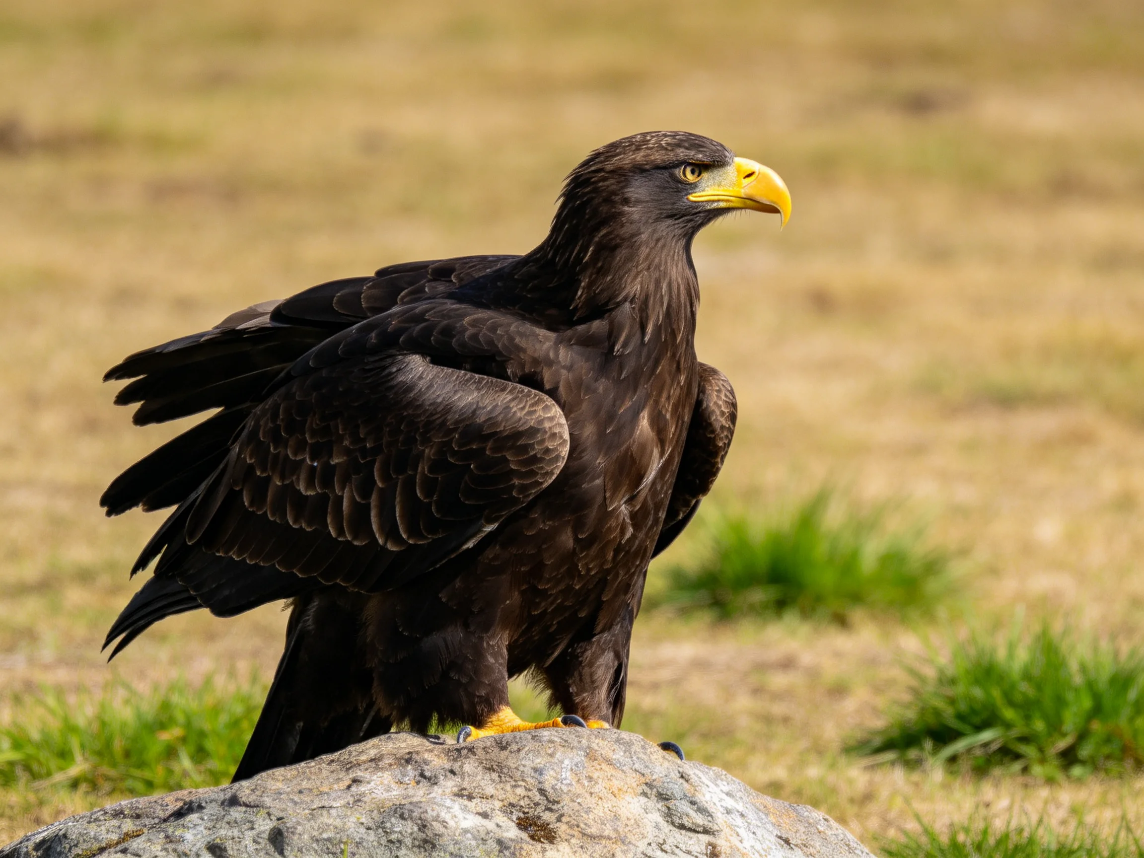 Dark brown eagle perched on a gray rock in grassy terrain