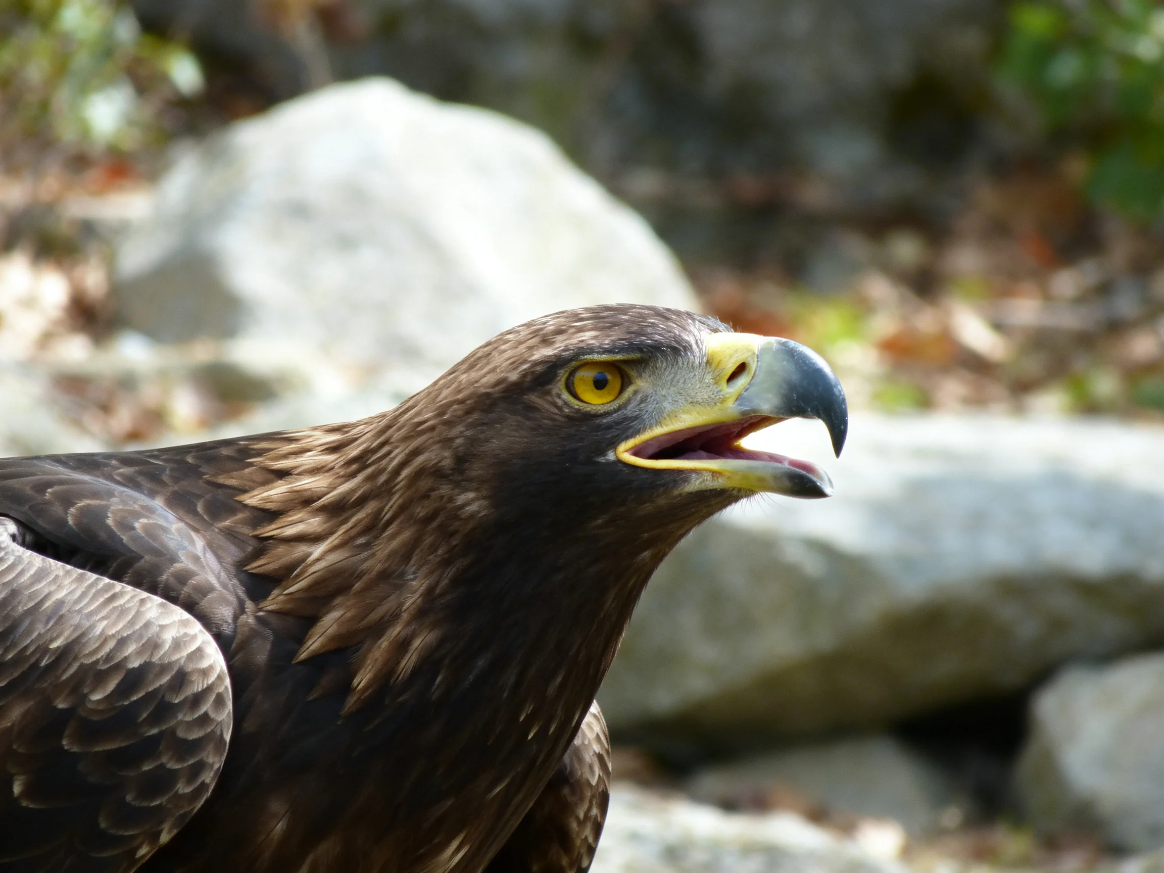 Dark brown-feathered eagle near large rocky terrain