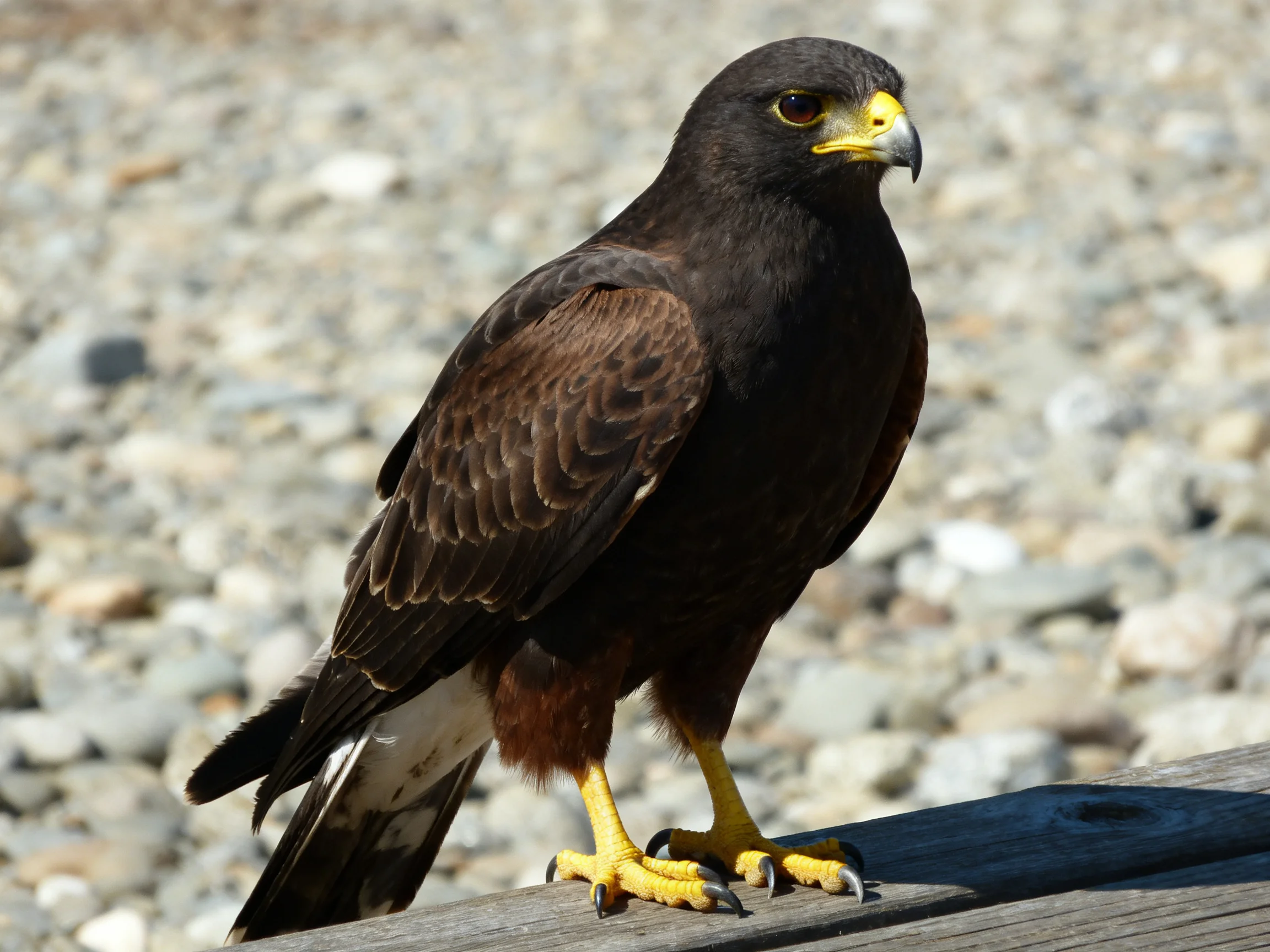 Dark brown hawk perched on wood near rocky terrain