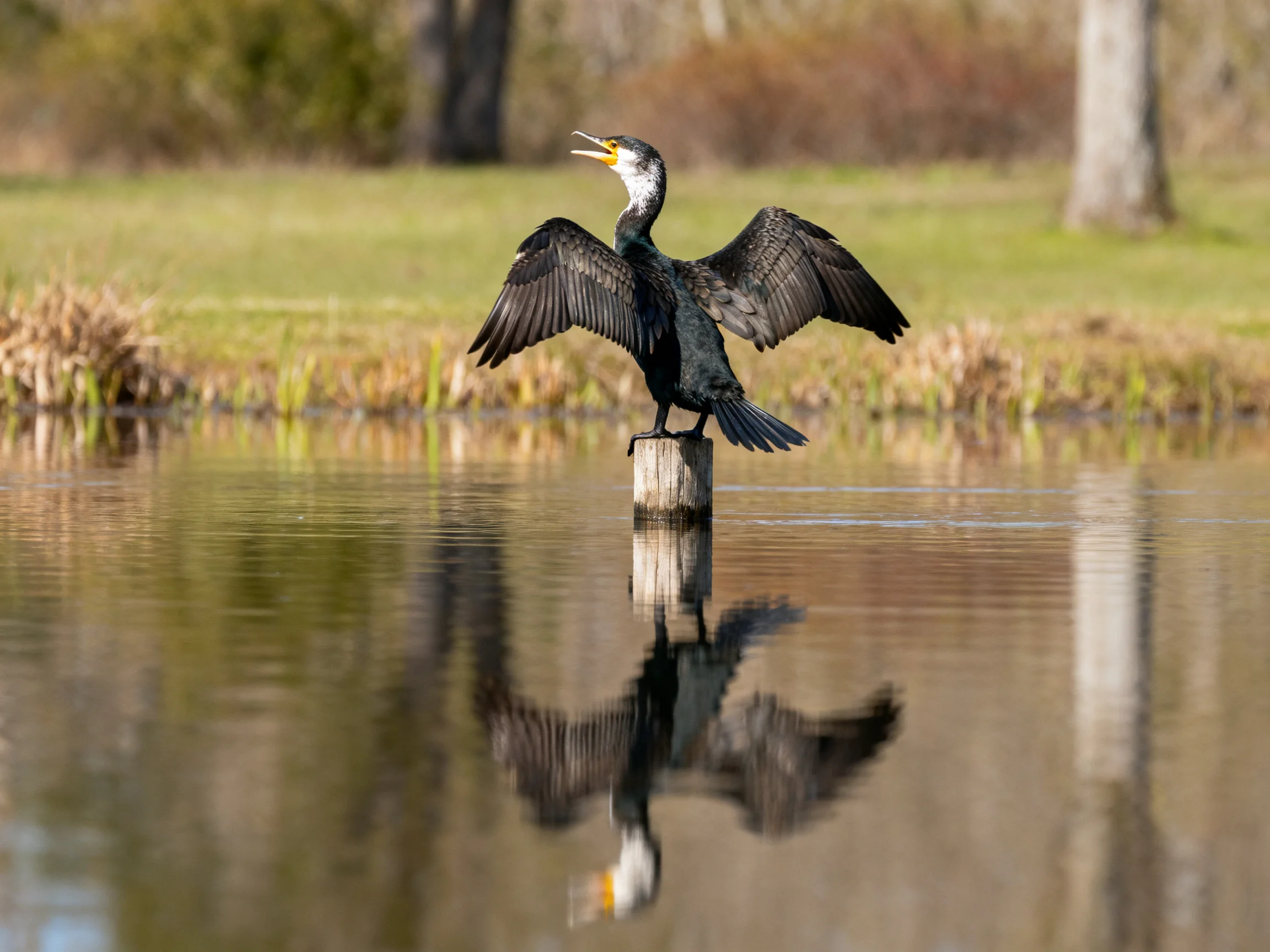 Dark-feathered bird drying wings on wooden post over calm water