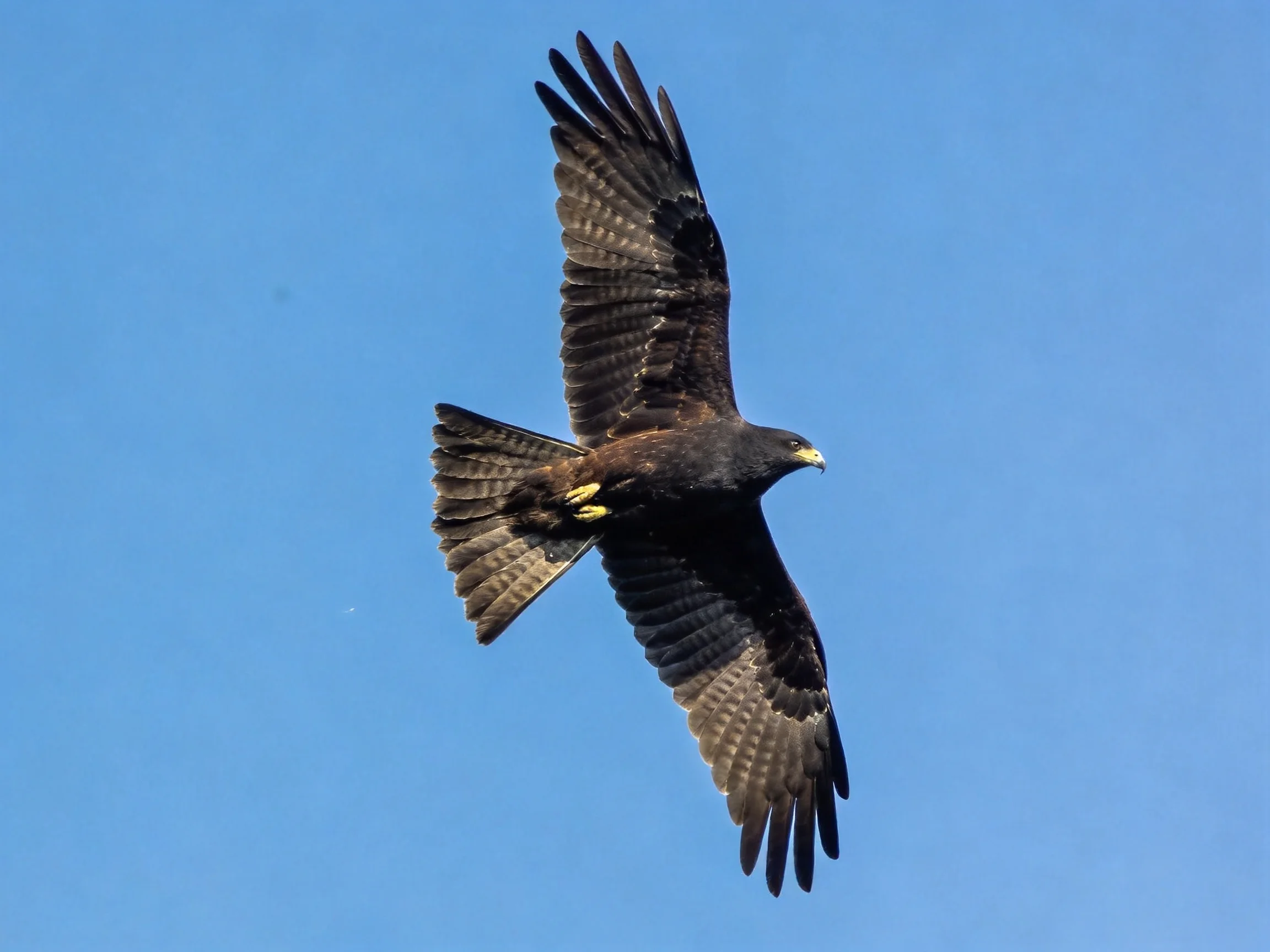 Dark-feathered bird soaring in clear blue sky
