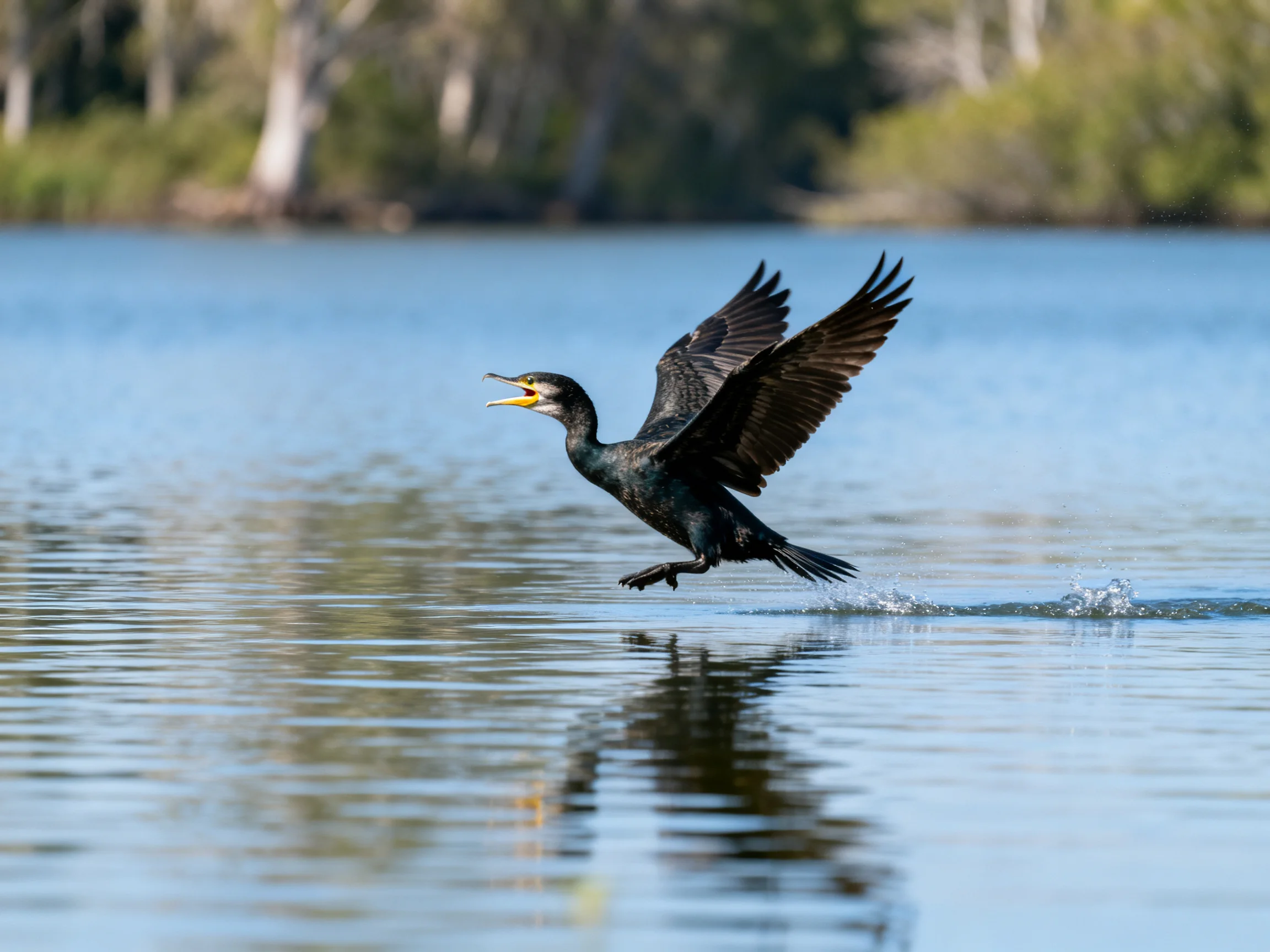 Dark-feathered bird taking flight over calm blue water