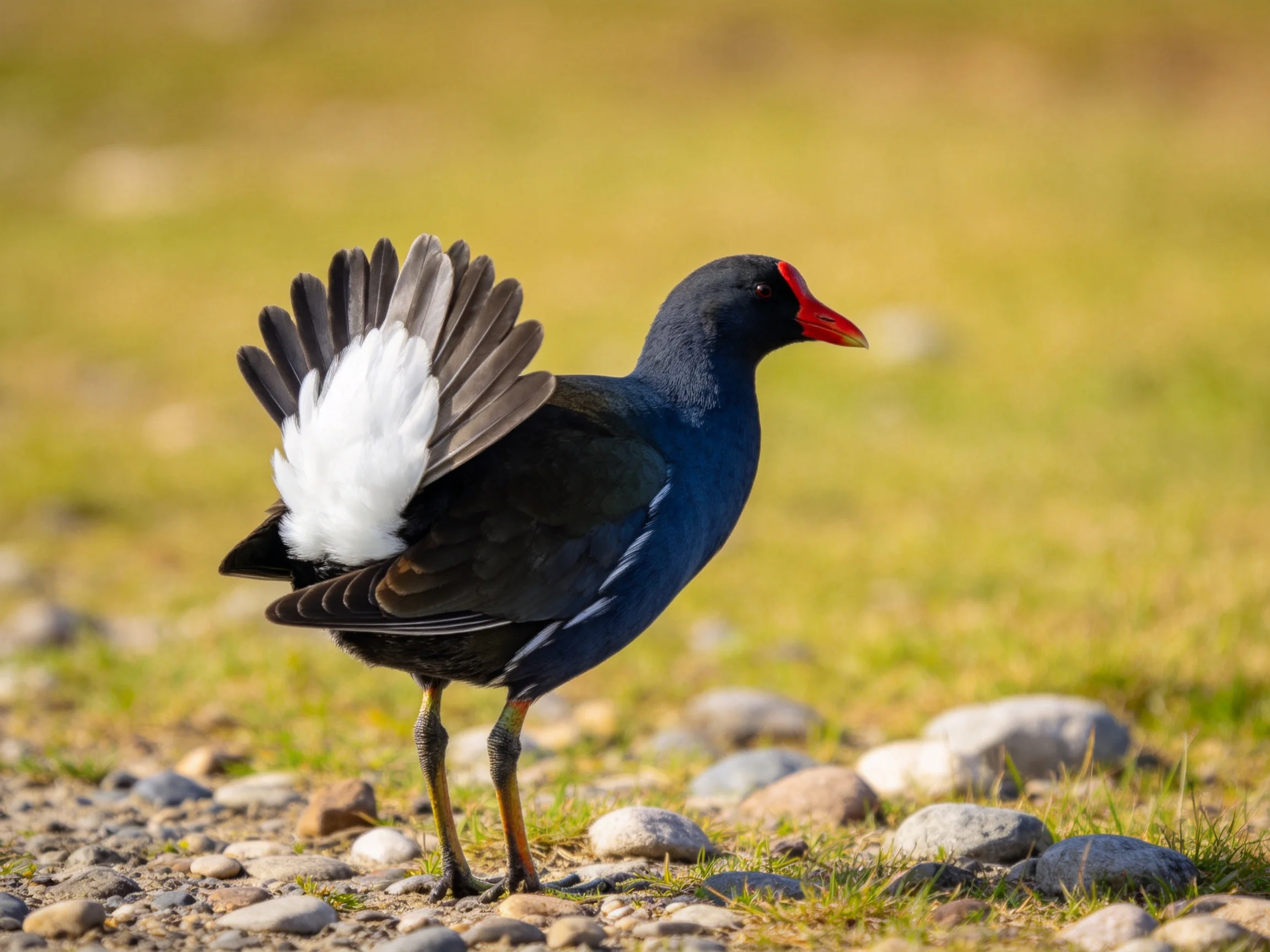 A bird with dark feathers and white tail feathers stands on rocky ground near grass.