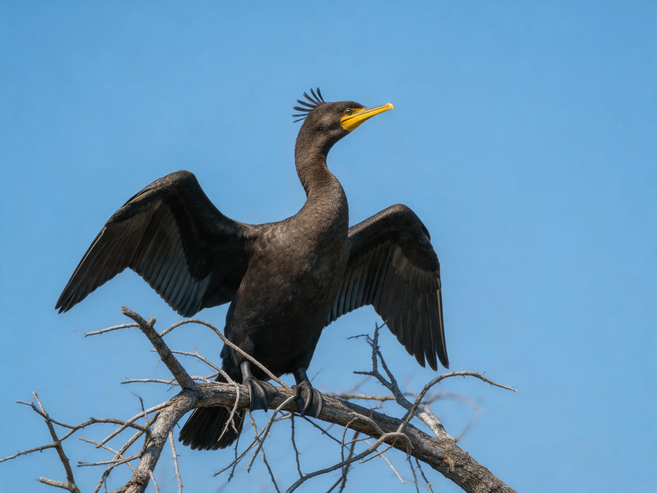 Dark-feathered bird with yellow beak spreading wings on bare branch
