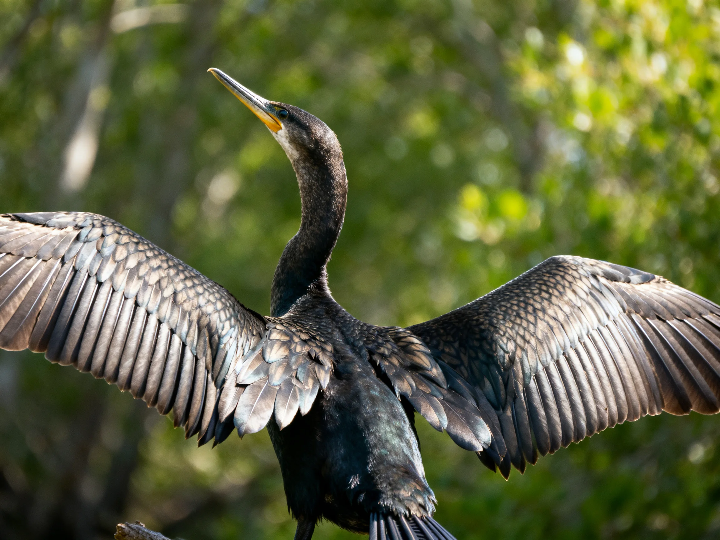 Dark-feathered cormorant spreading wings in verdant forest
