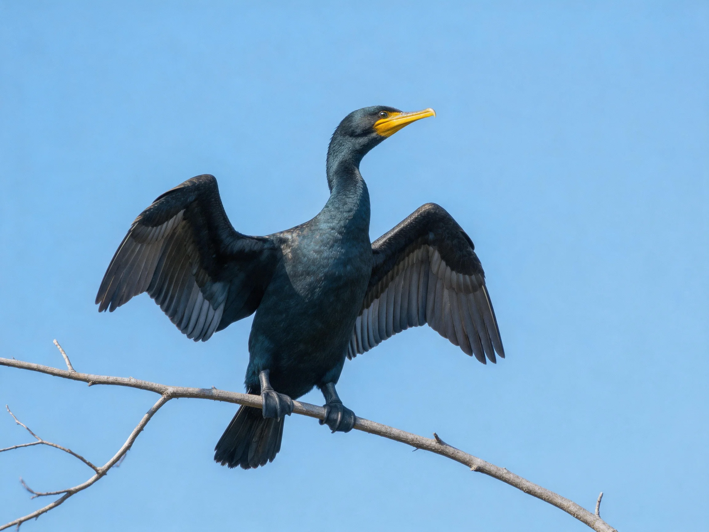 Dark-feathered cormorant spreads wings on bare branch