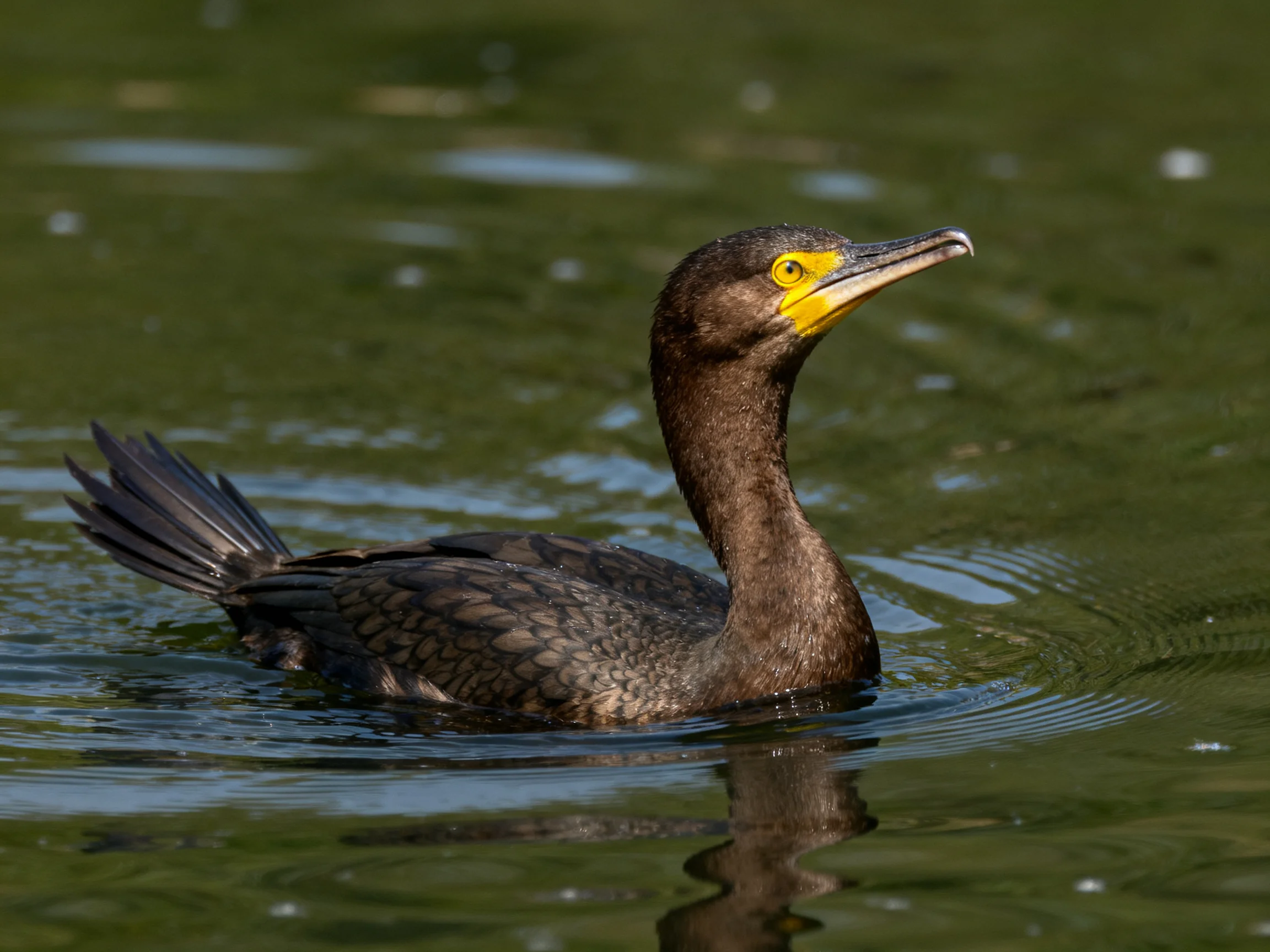 Dark-feathered cormorant swims in green water