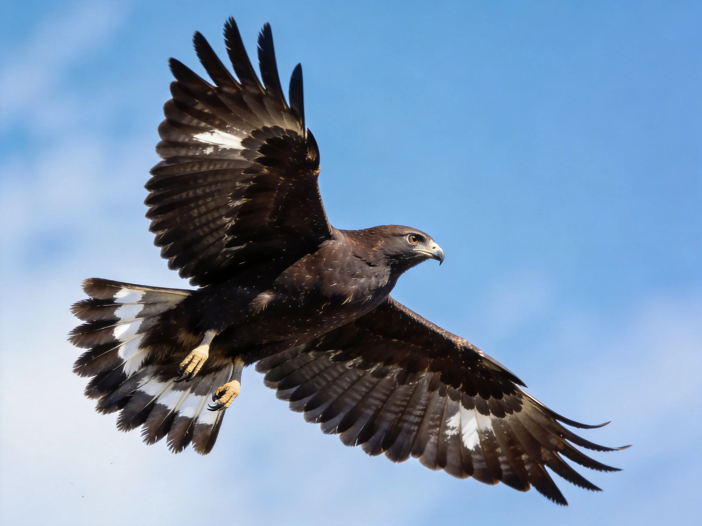Dark-feathered raptor flies with white-marked wings