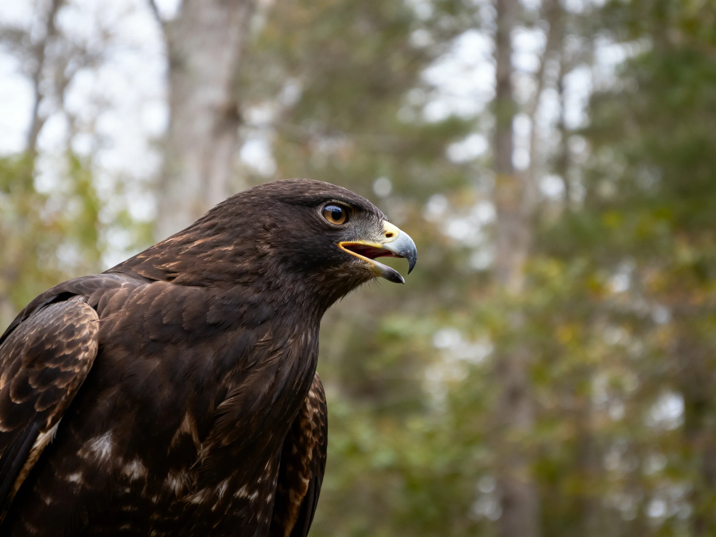 Dark-feathered raptor with hooked beak in forest
