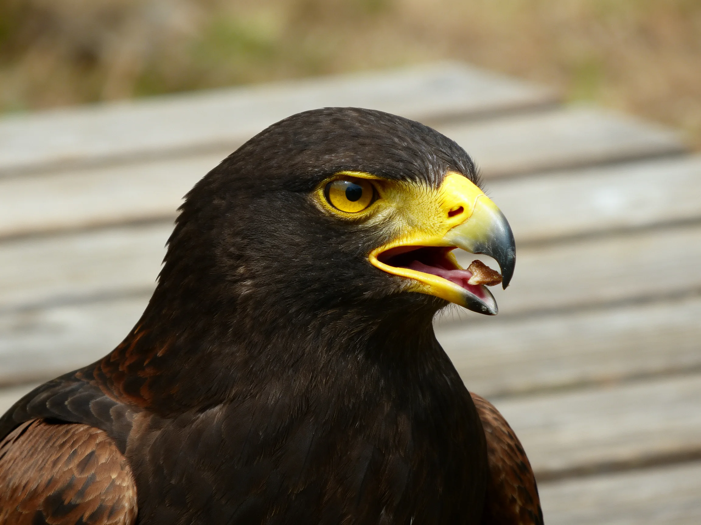 Dark-feathered raptor with vibrant yellow beak and eye