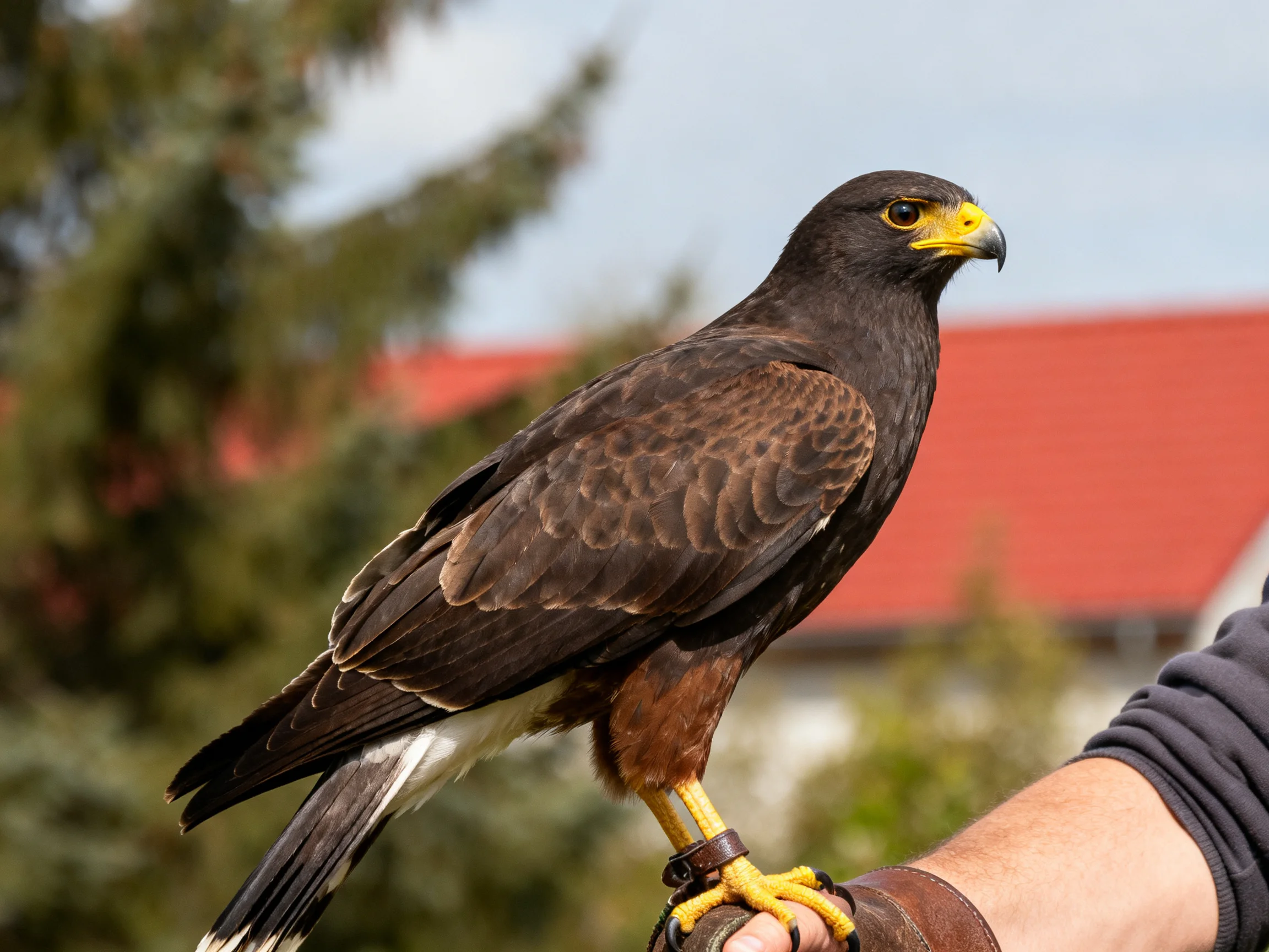 Dark-feathered raptor with yellow beak perched on gloved hand