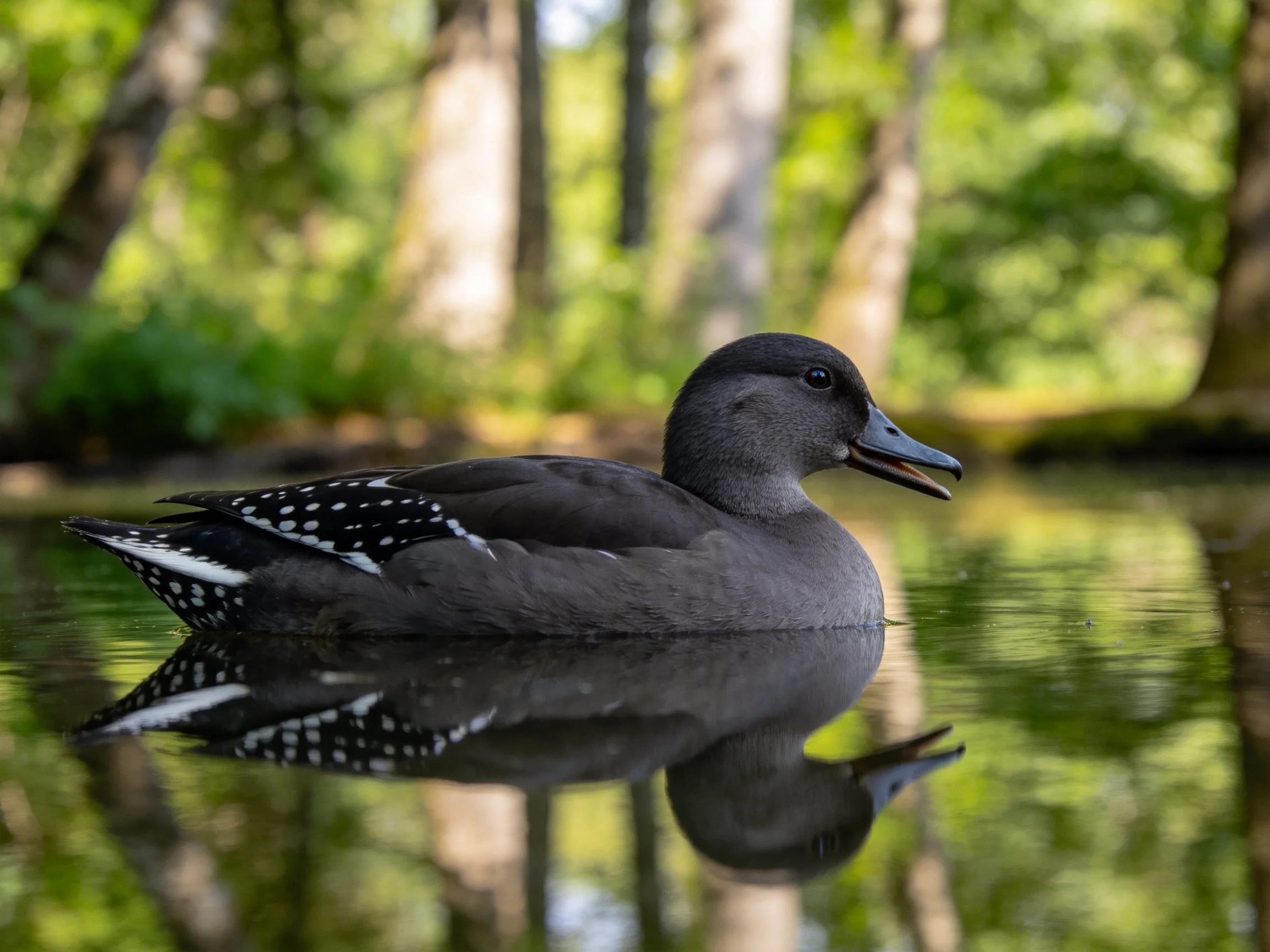 A dark gray duck with spotted wings swims peacefully in a forest pond surrounded by trees.
