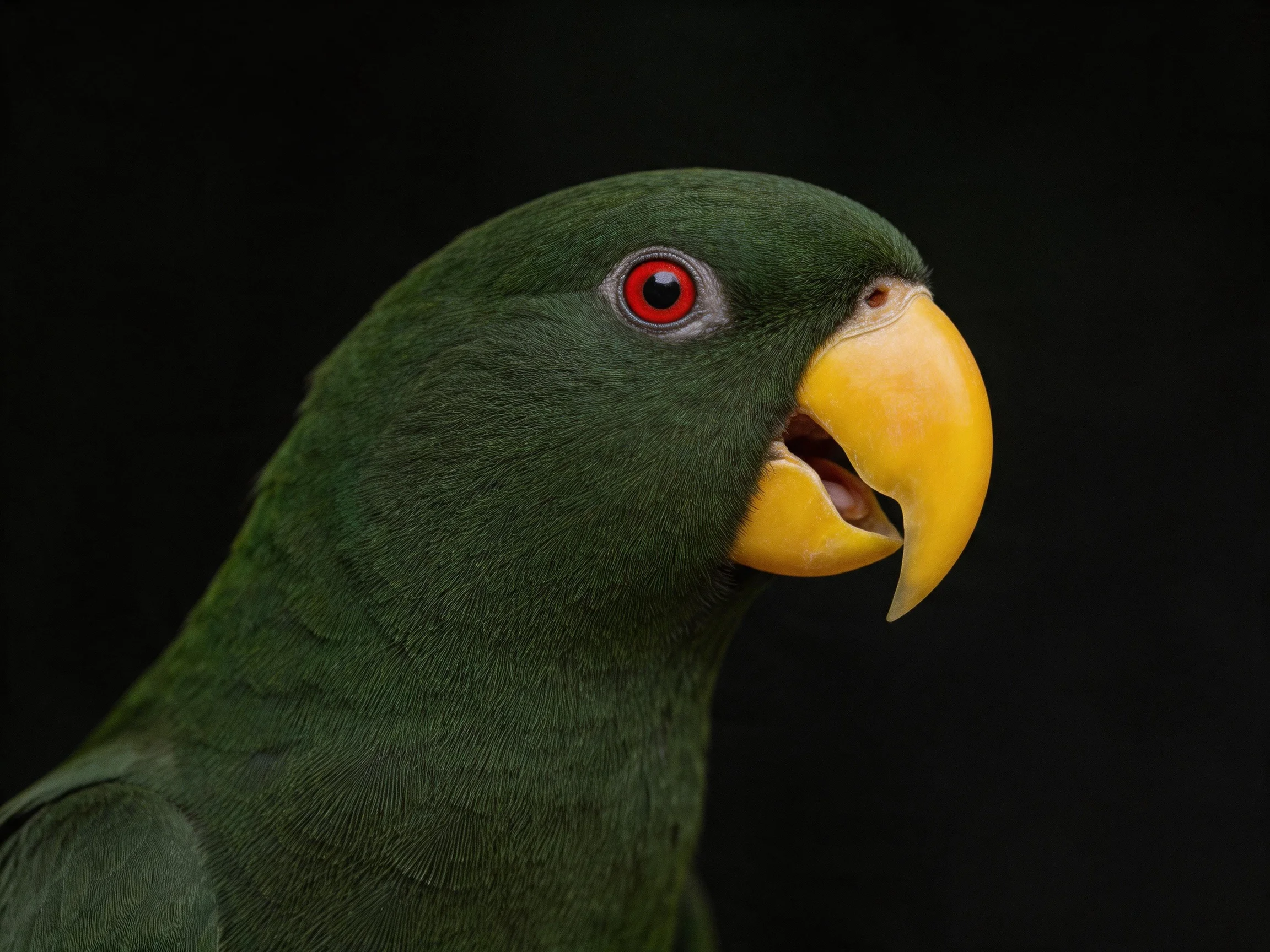 Dark green parrot with bright yellow beak and red eye against black
