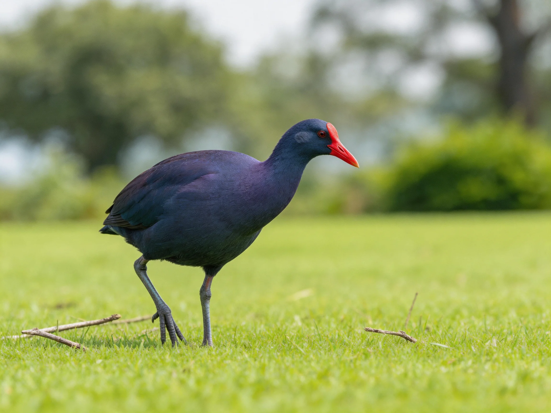 Dark purple bird with bright red beak on green grass