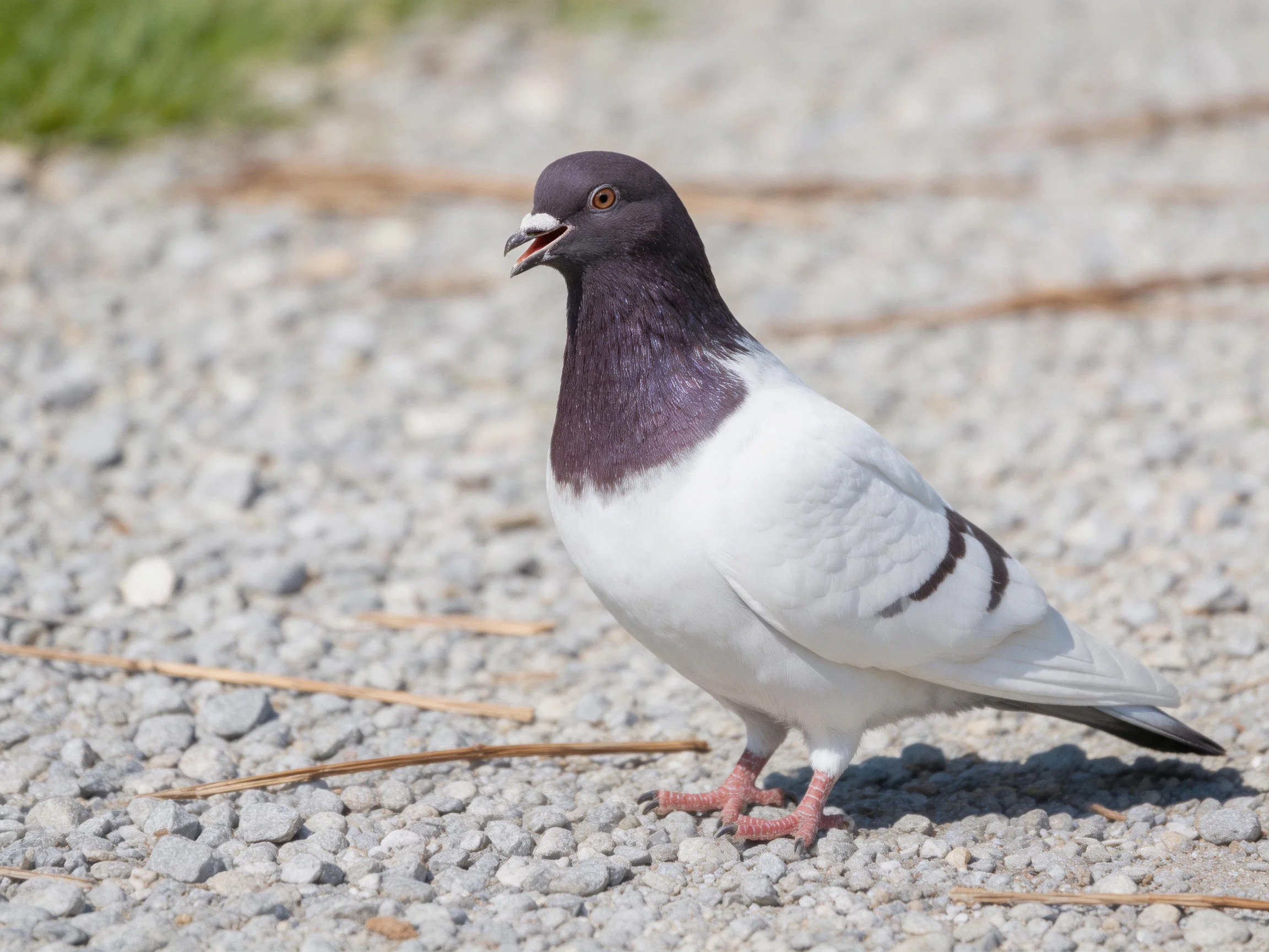 Dark-purple-necked pigeon on gray gravel near greenery