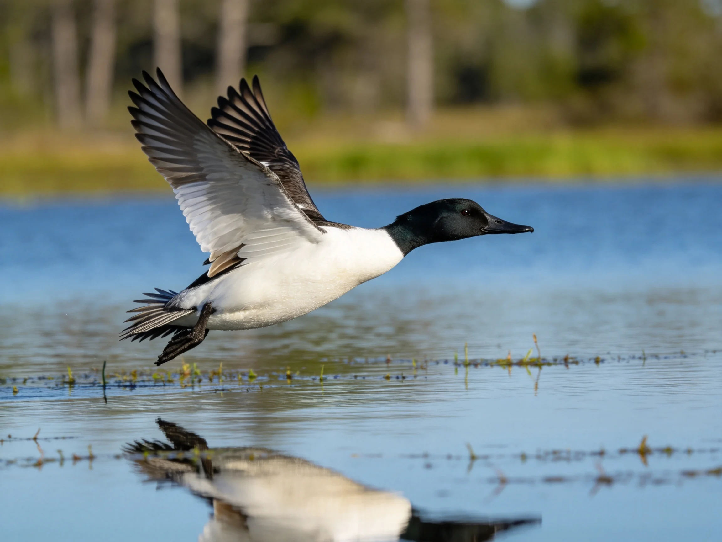 Duck with black head flies low over calm water