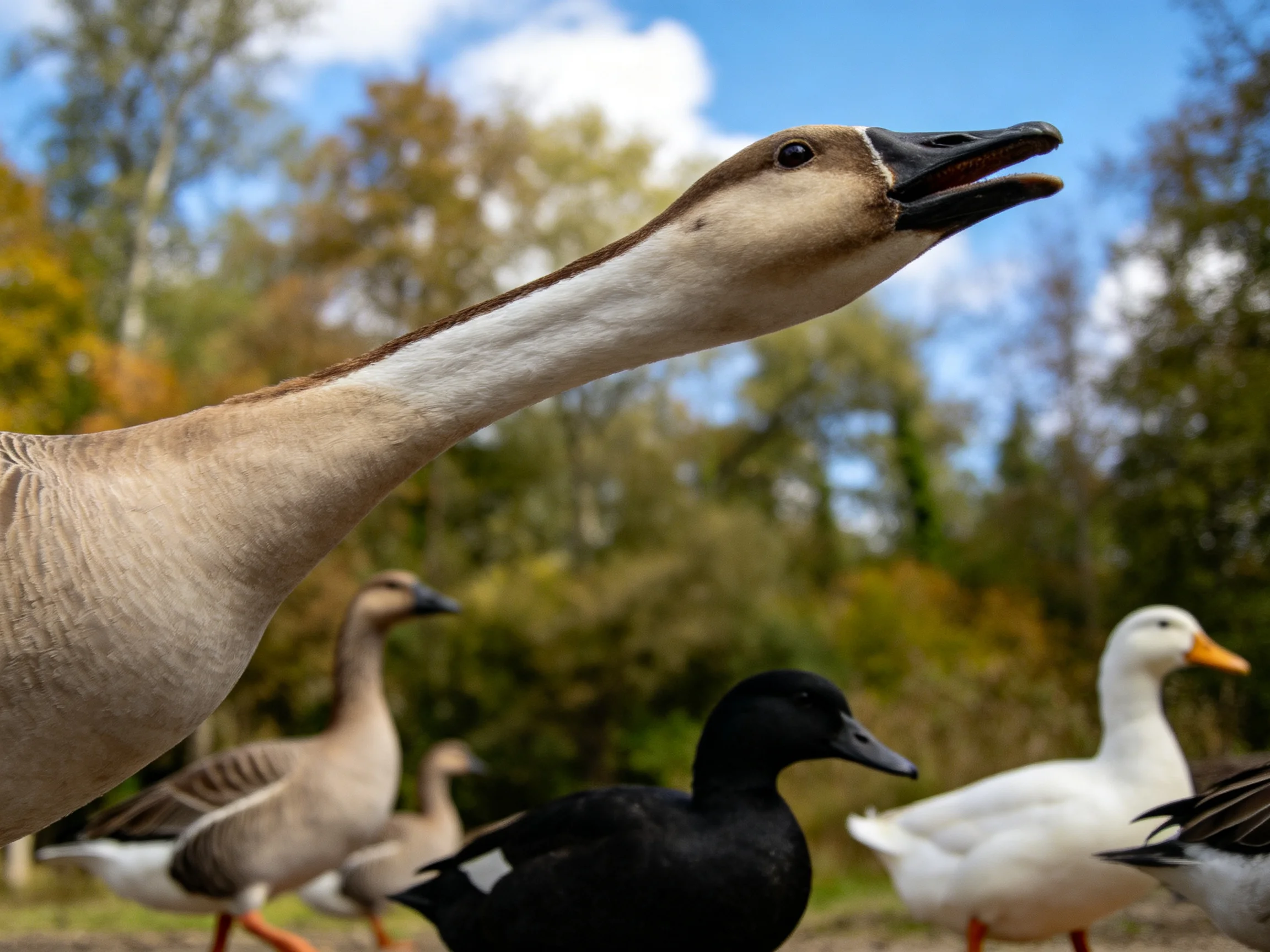 Ducks and geese in diverse hues near autumnal trees