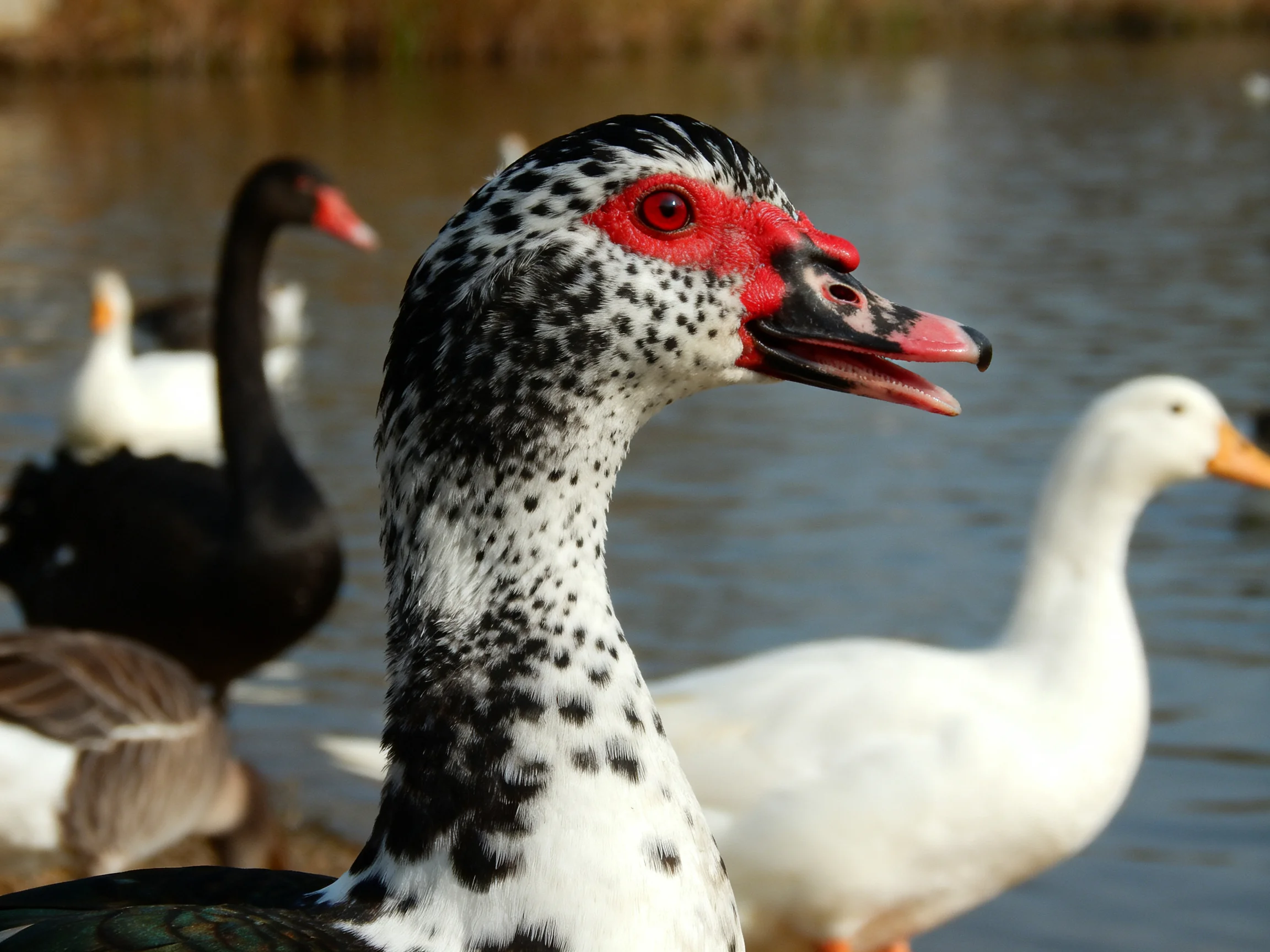 Ducks gather near calm water featuring spotted duck