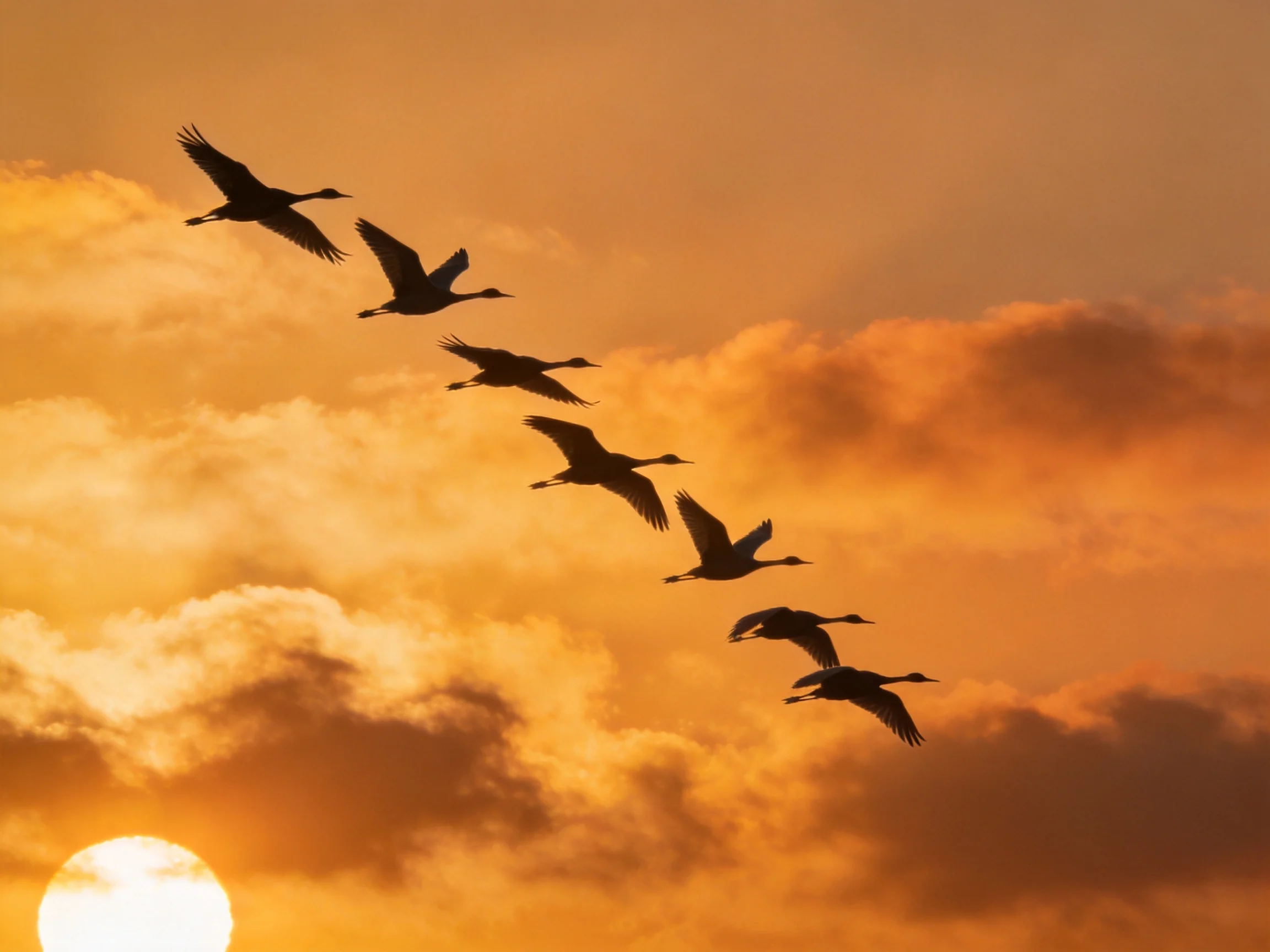 Eight silhouetted birds soaring amid golden sunset clouds