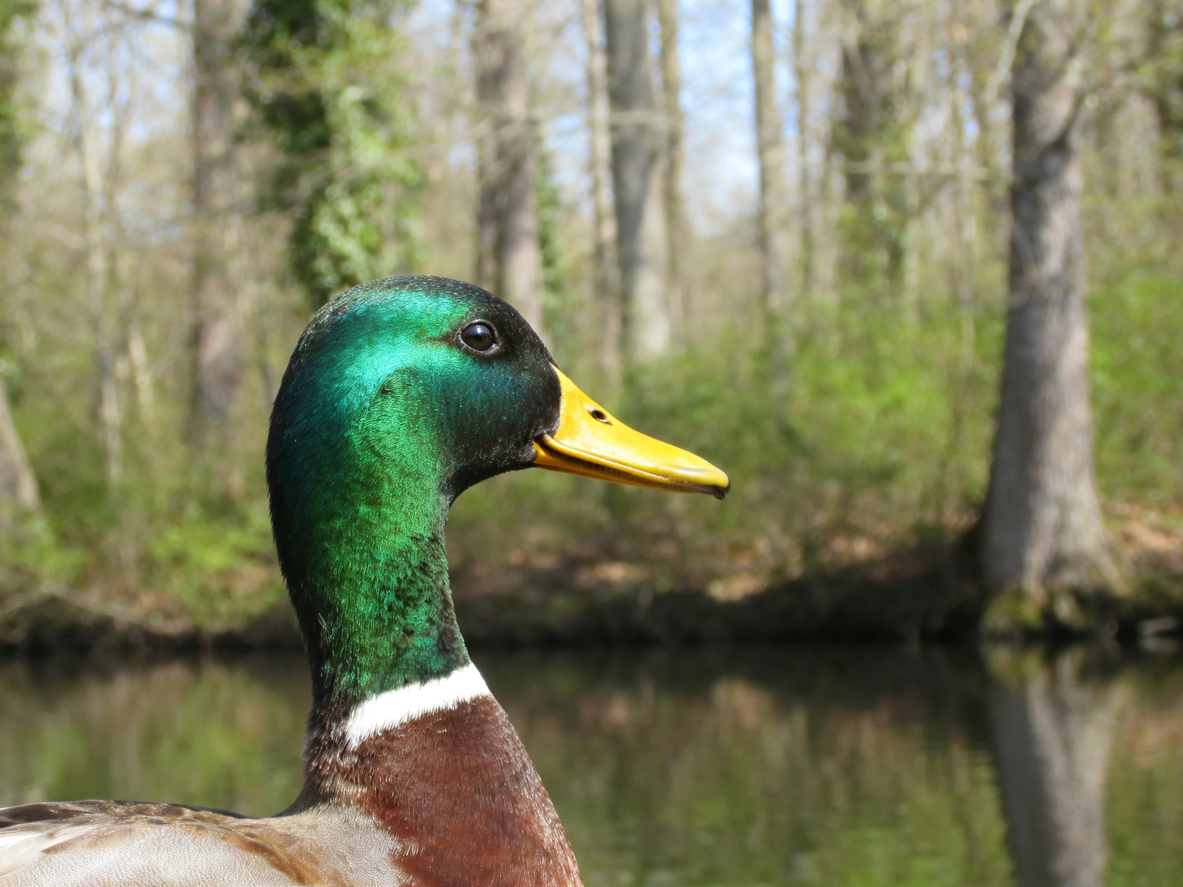 An emerald-necked mallard duck is positioned by a calm waterway with trees in the background.