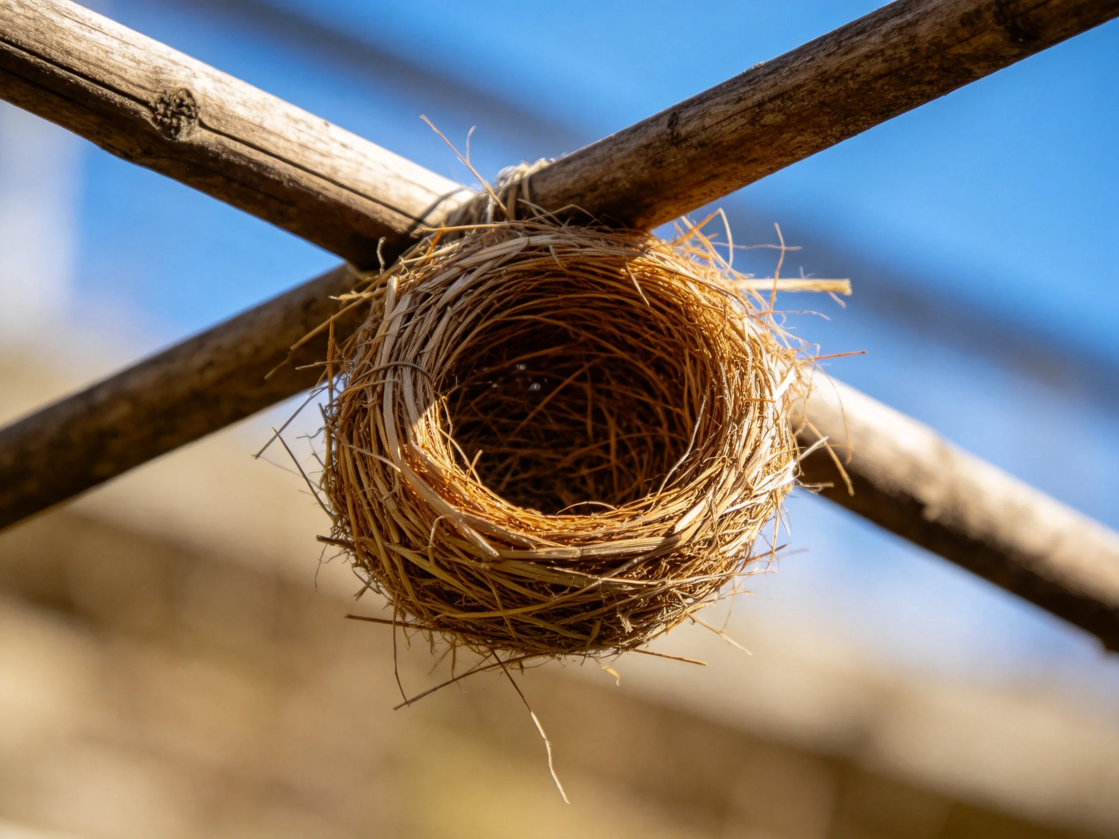 Empty twig bird nest attached to wooden crossbars