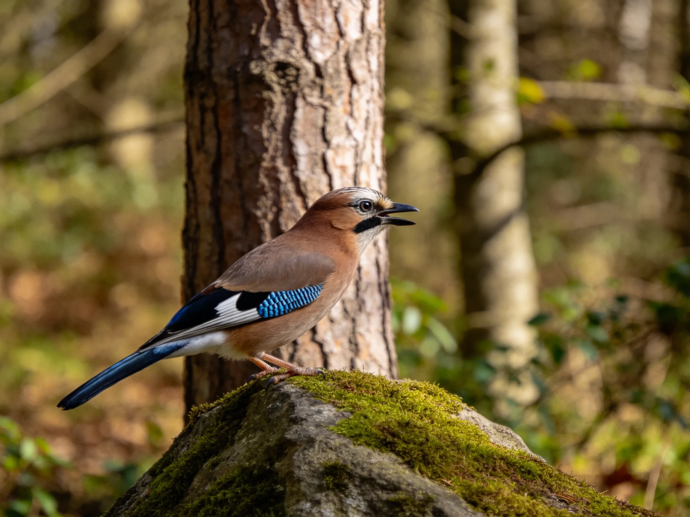 Eurasian Jay with Blue-Winged Markings on Mossy Rock in Forest