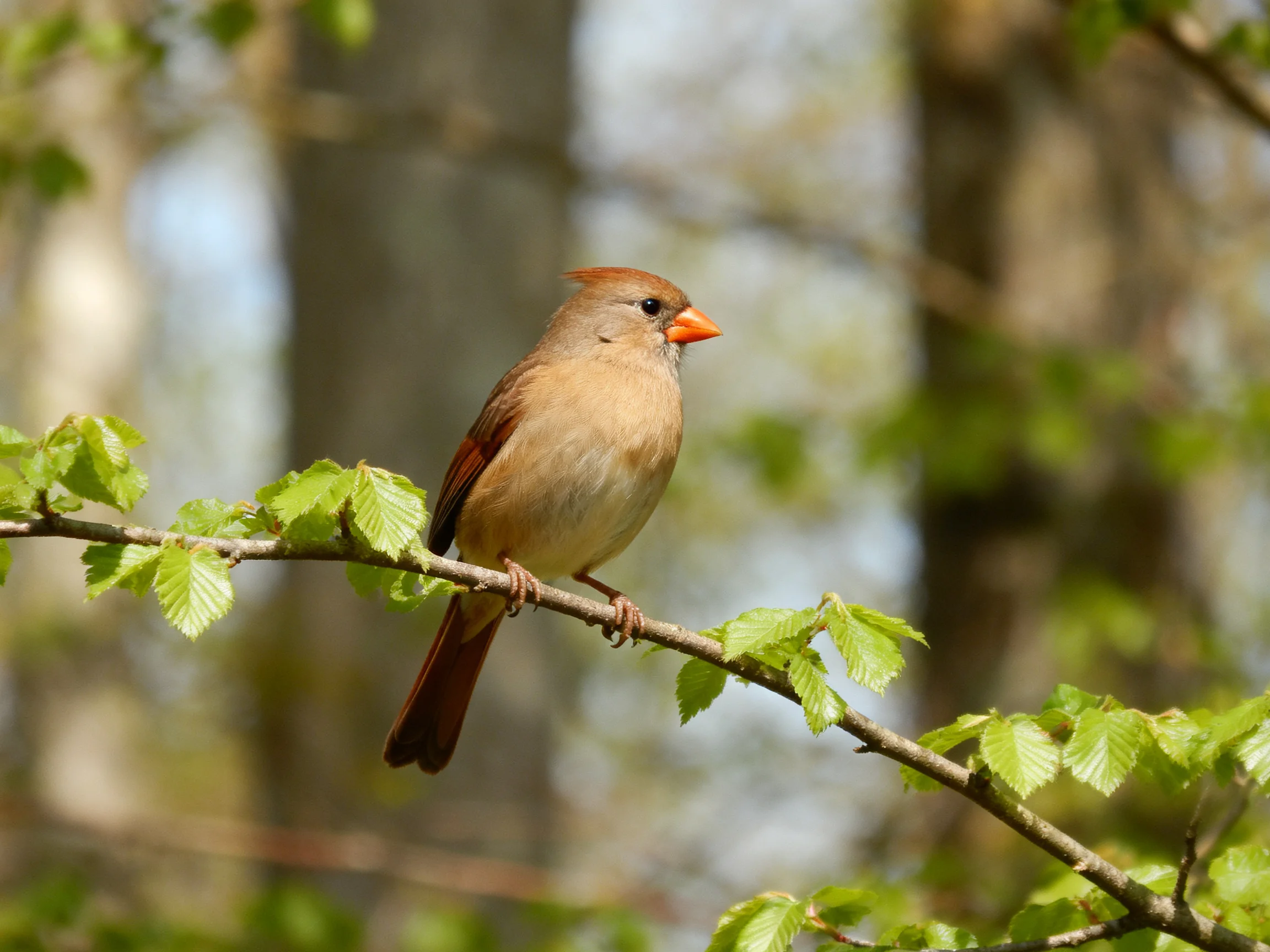 Female cardinal perched on a leafy branch in sunlit forest