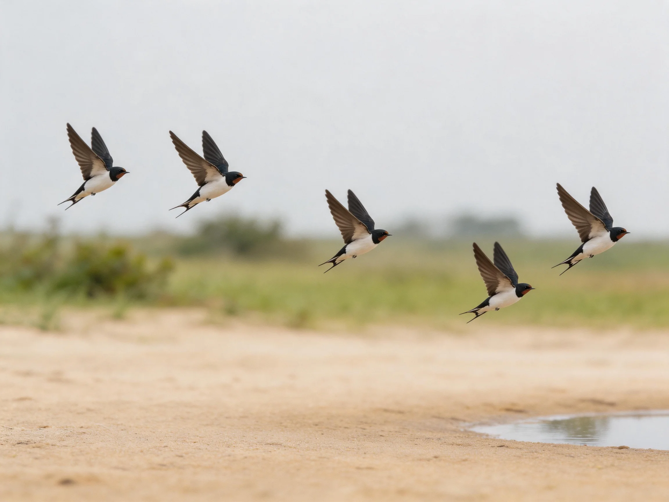 Five Swallows Flying Over Sandy Terrain Near Water