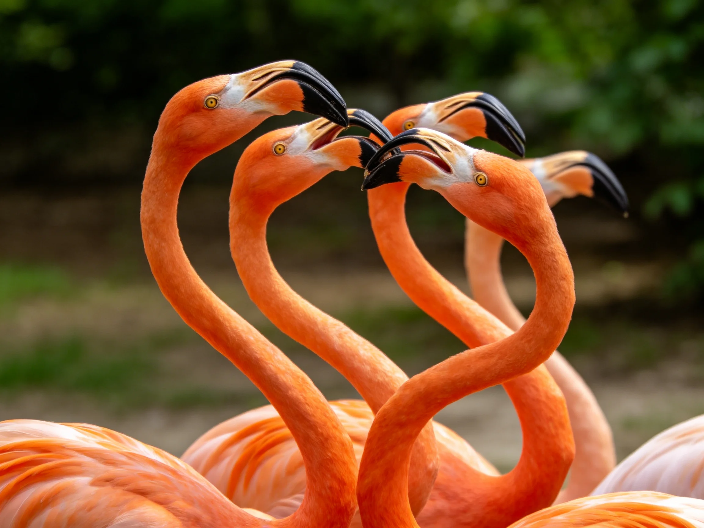 Five flamingos display vibrant orange plumage with curved neck formations