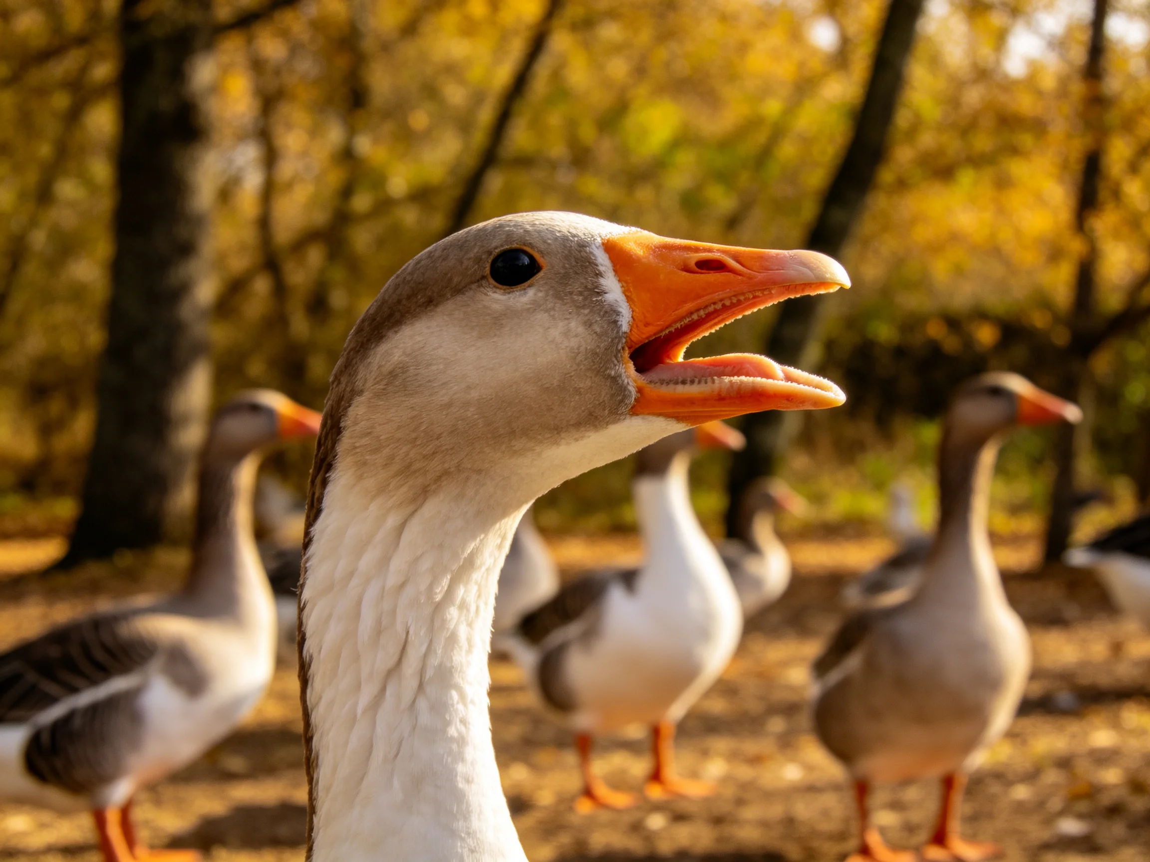 Five geese gathered in autumn forest clearing with orange beaks