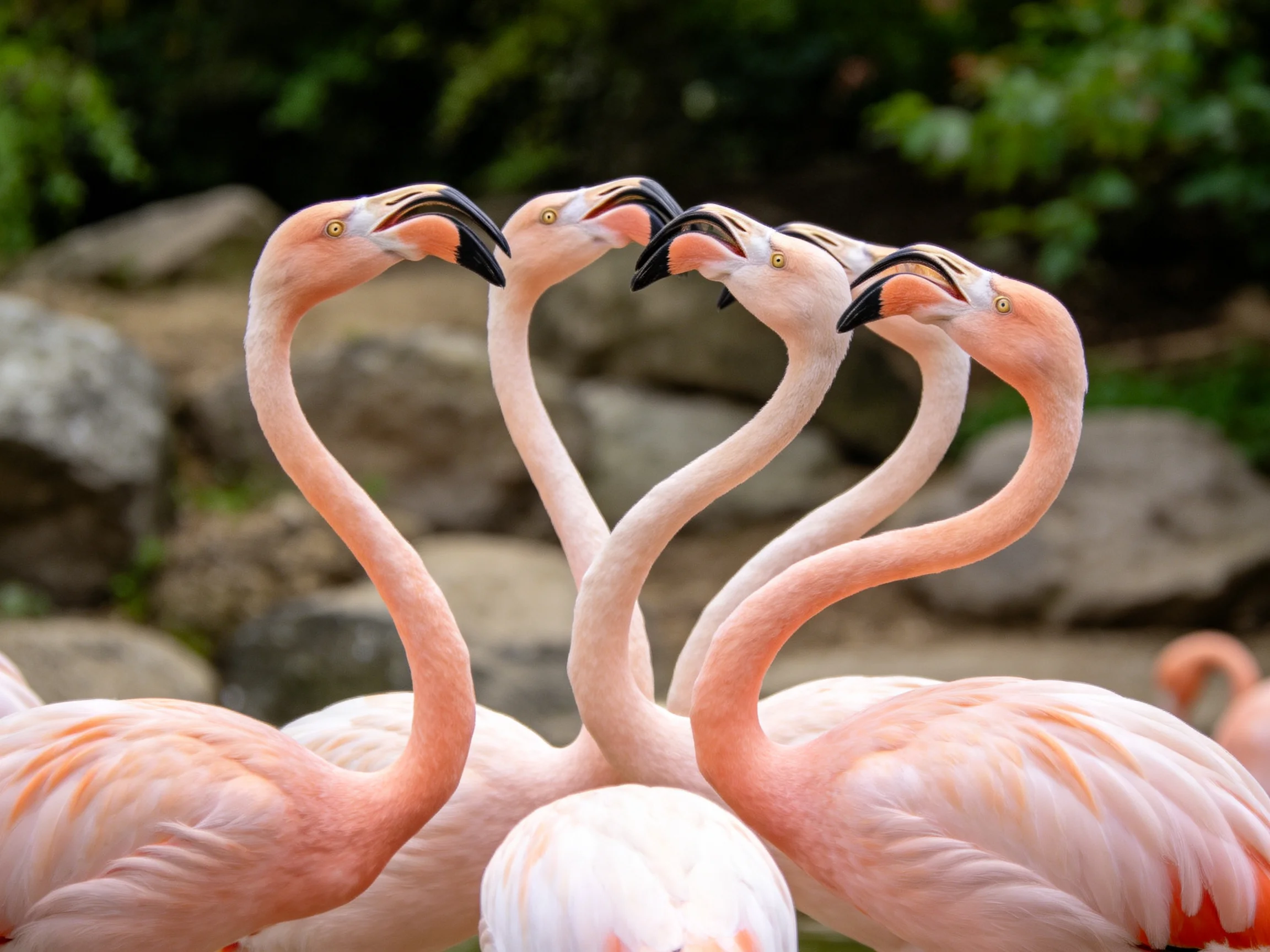 Five pink flamingos form heart shapes near rocky terrain with green foliage