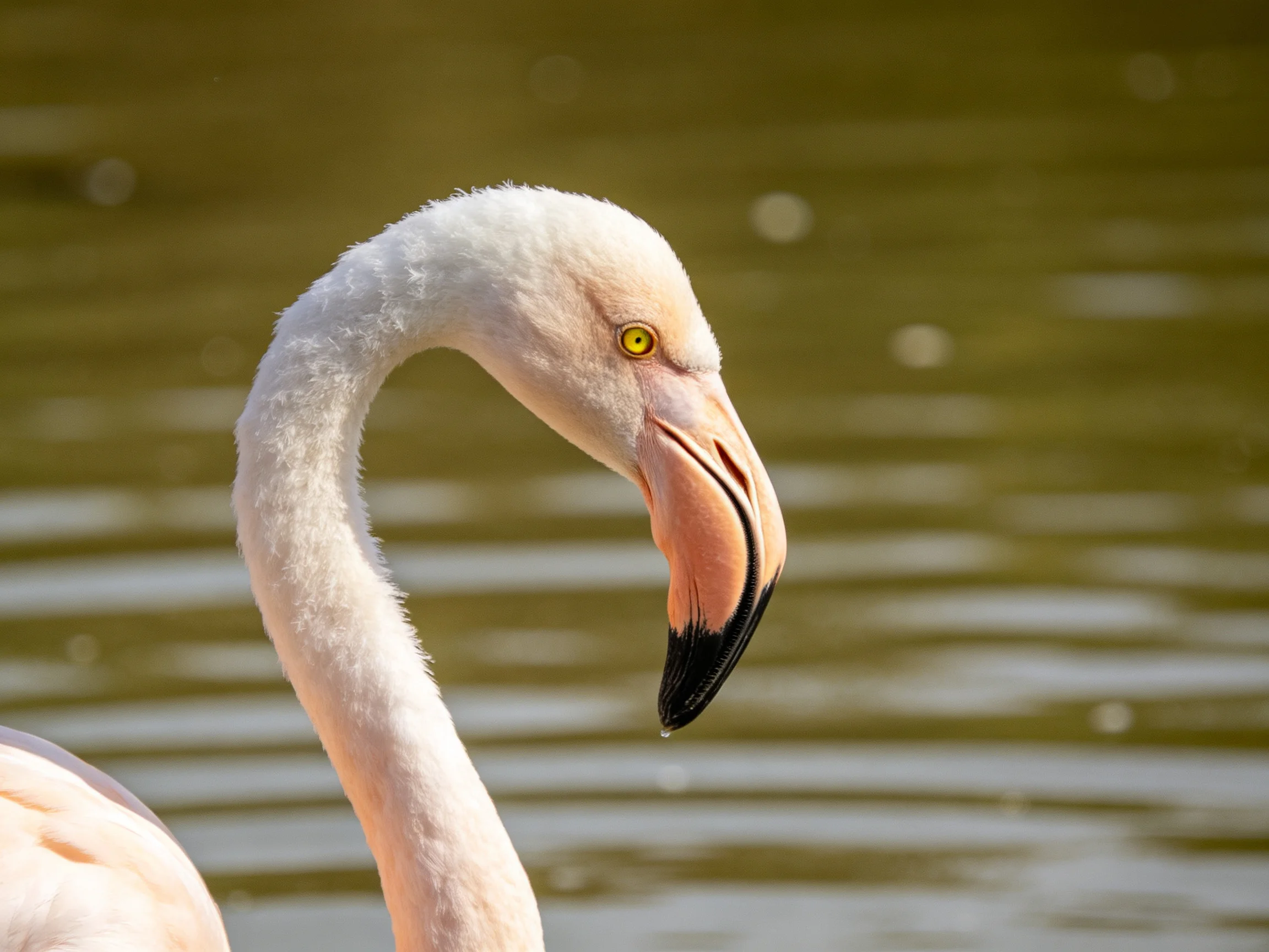 Flamingo with curved neck near rippling water