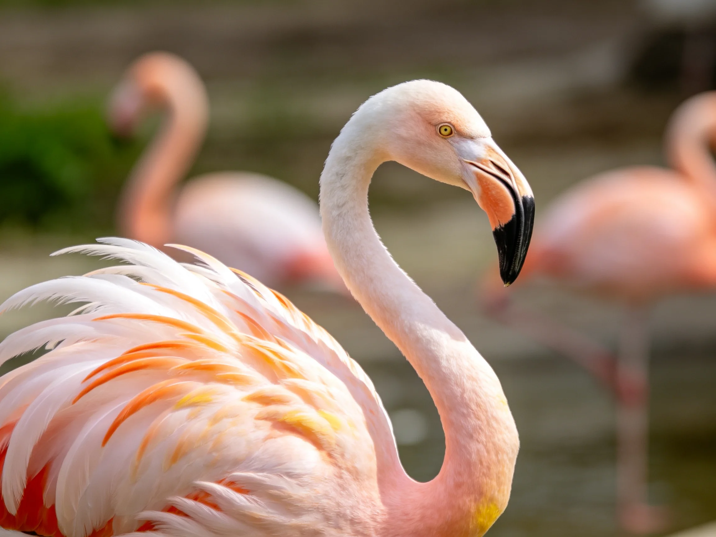 Flamingo with pink and orange plumage near peers