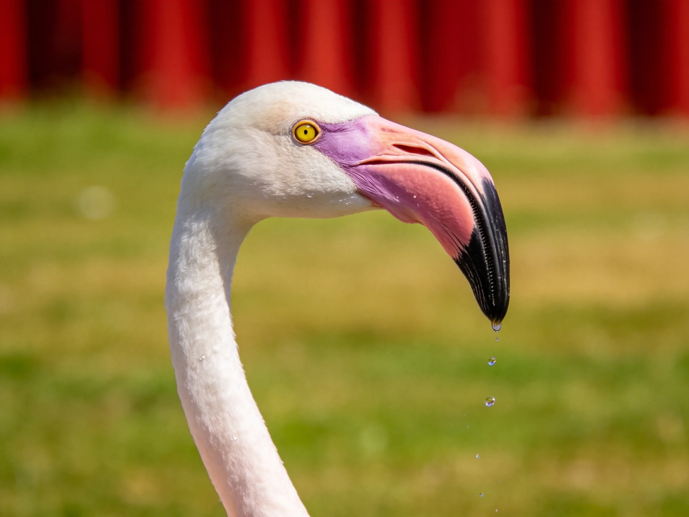 Flamingo with pink beak, water droplets, green field, red fence