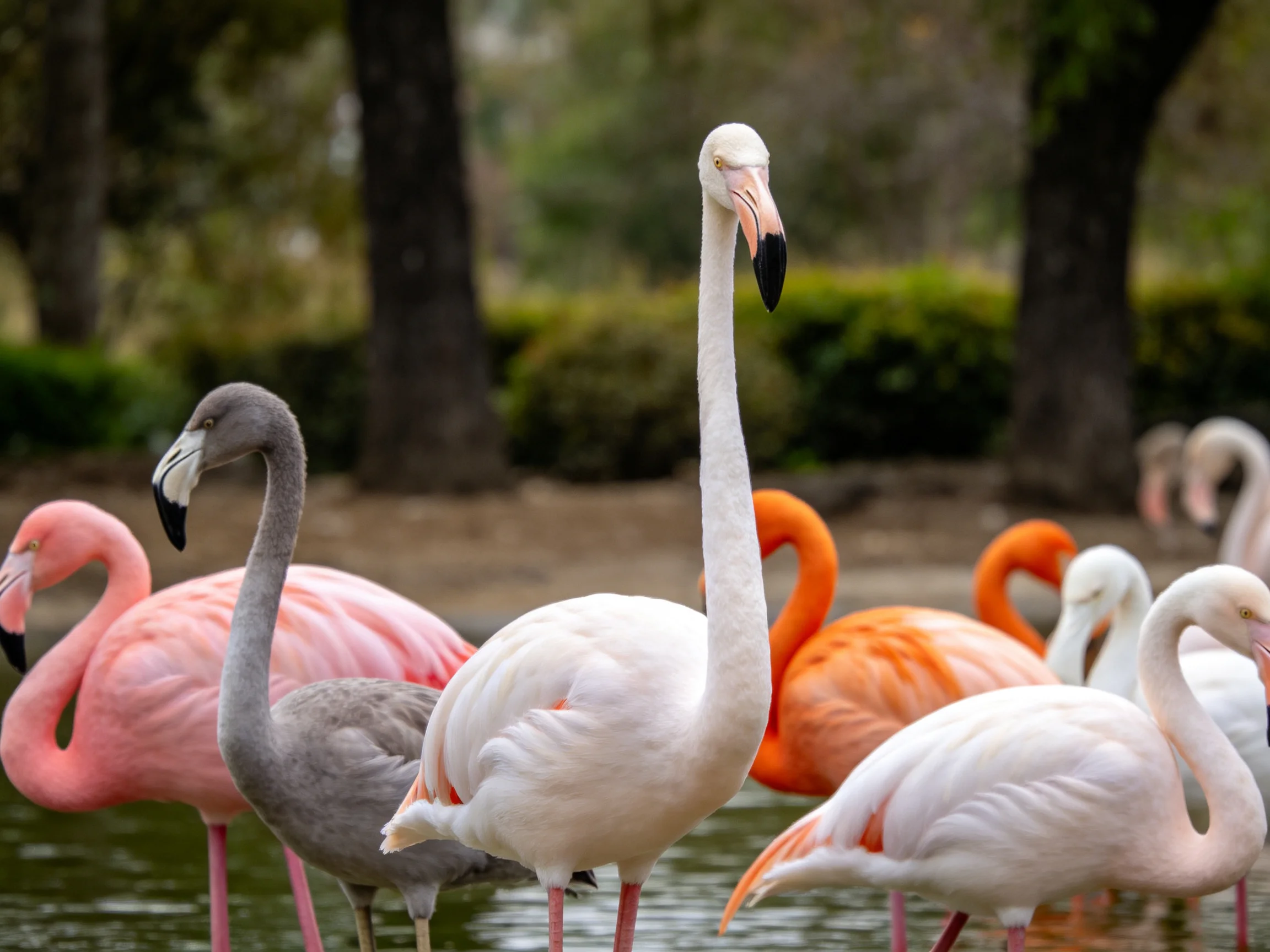 Flamingos of varied colors gather near water with trees