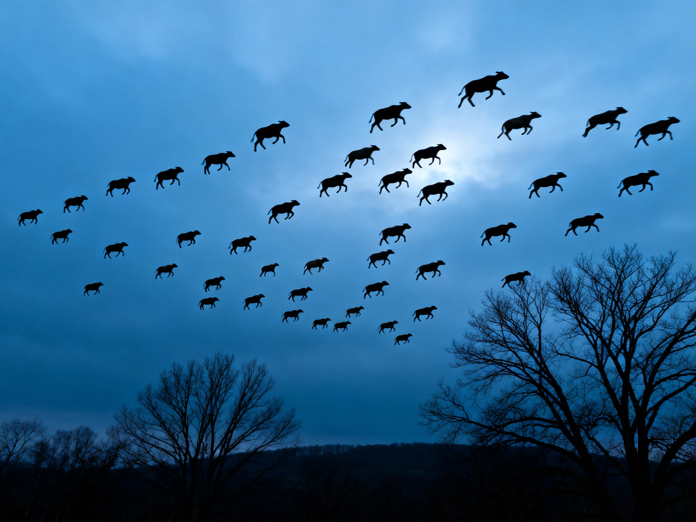 Flock of Silhouetted Cattle Soaring Against a Dark Blue Sky