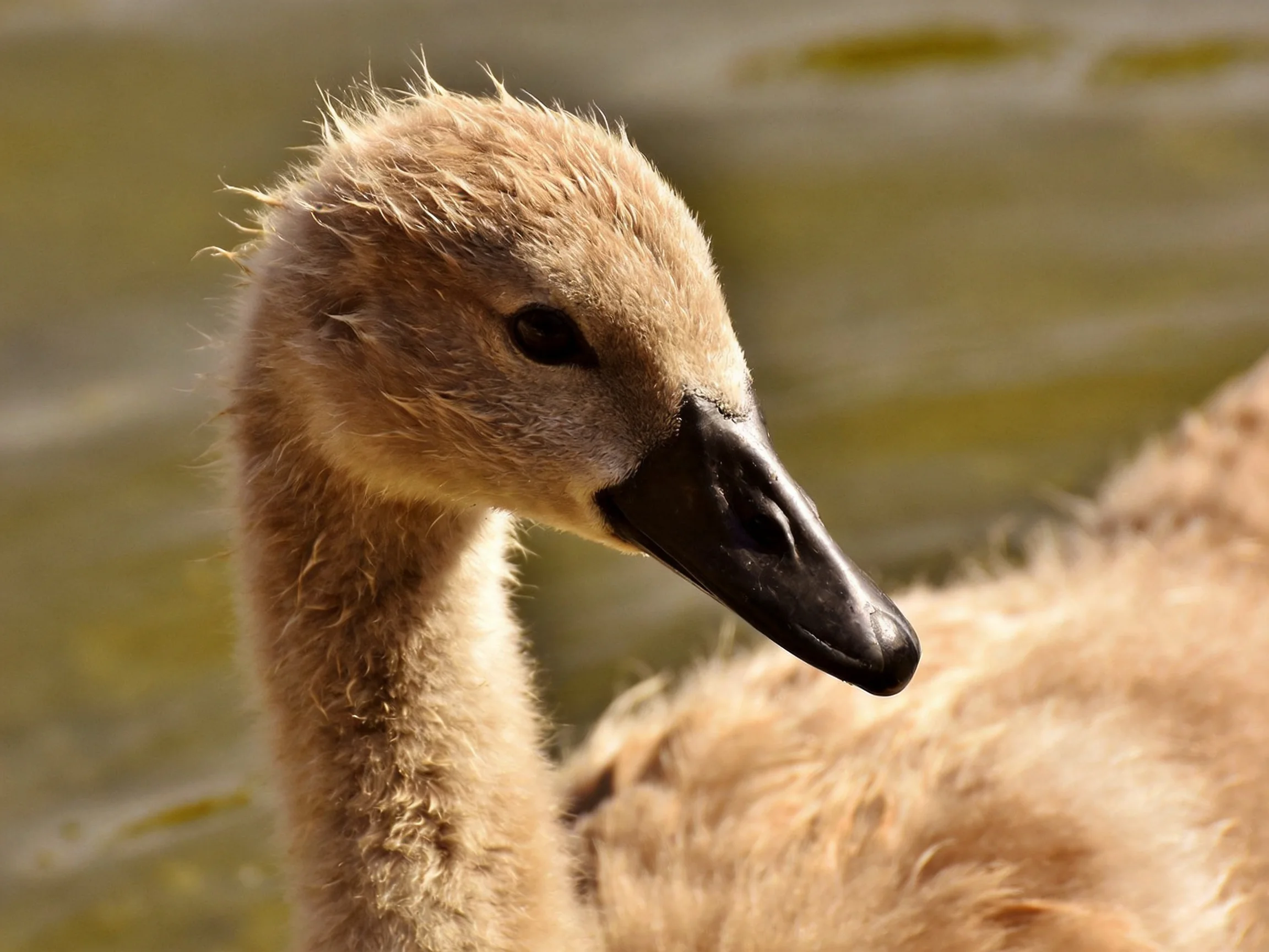 Fluffy brown baby swan near calm water