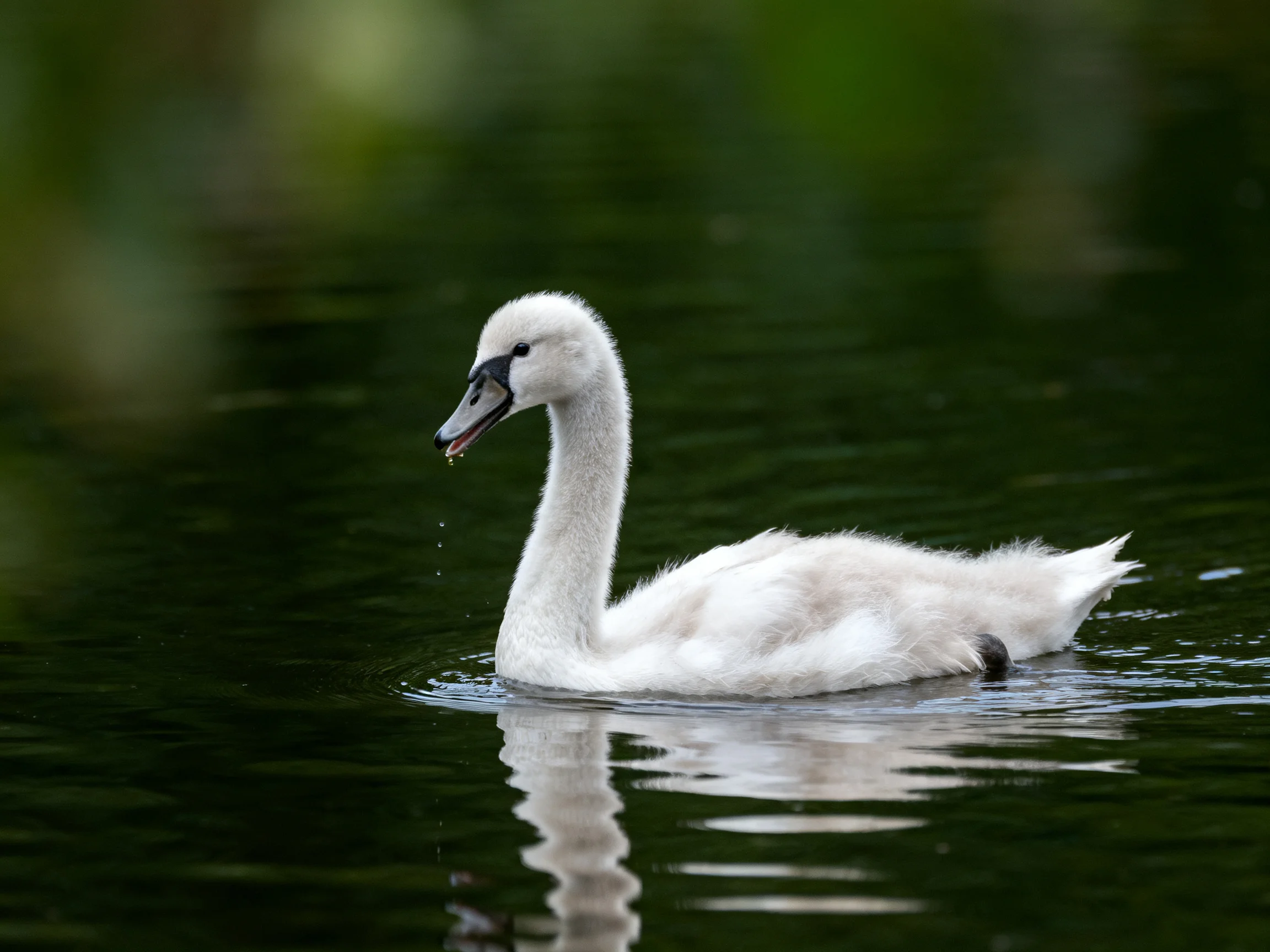 Fluffy white juvenile swan swimming in dark green water