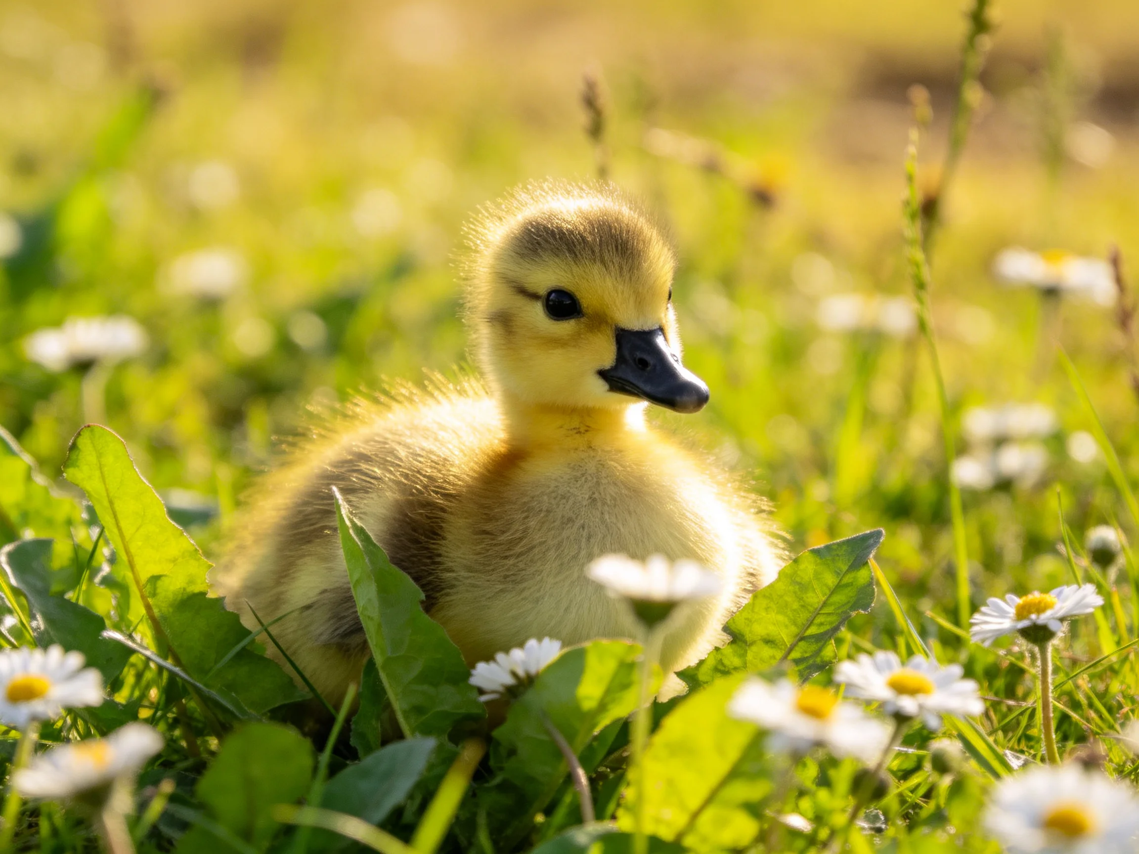 Fluffy yellow duckling among white daisies in lush green grass