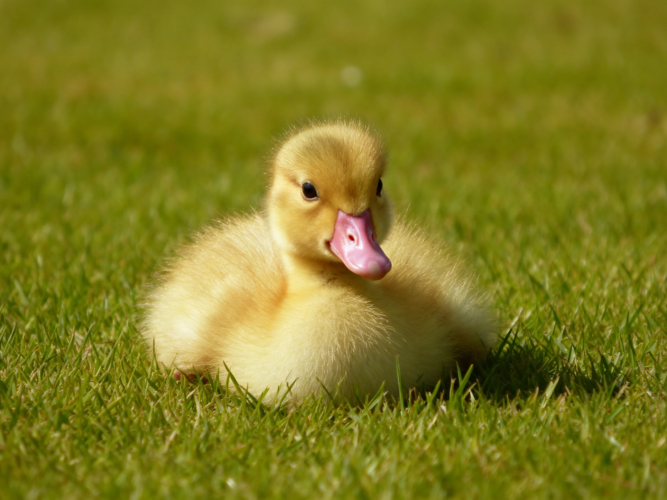 Fluffy yellow duckling on green grass